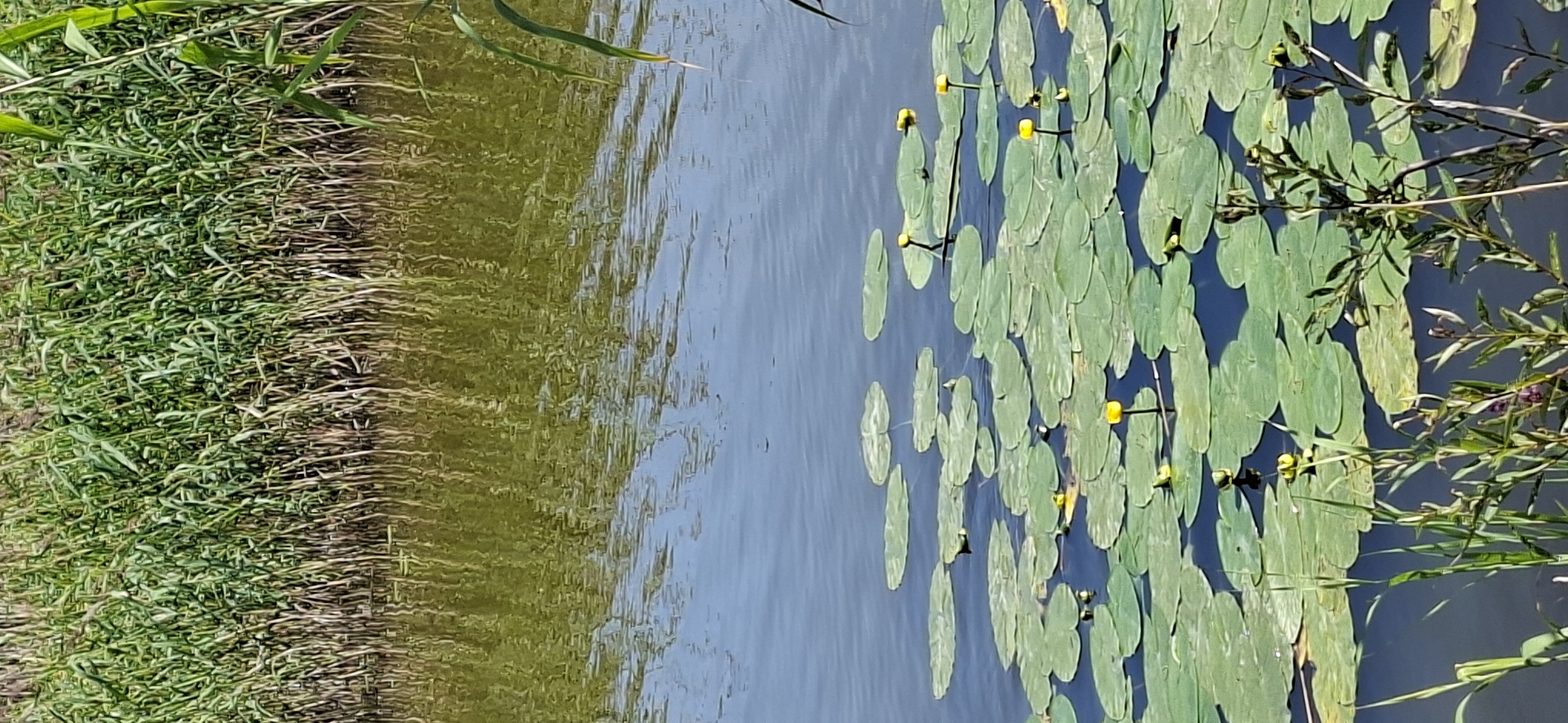 A sunlit, tranquil body of water is densely populated with vibrant green lily pads. Several yellow water lilies are in bloom, their petals unfurling towards the sky. The water's surface reflects the surrounding vegetation, creating a dappled pattern of light and shadow. Along the edge of the water, tall, reedy grasses grow in abundance, their stalks reaching upwards. The scene suggests a natural wetland environment, possibly a pond or slow-moving river, in a secluded area of Valma, Estonia, untouched by human activity and existing in a state of natural beauty.