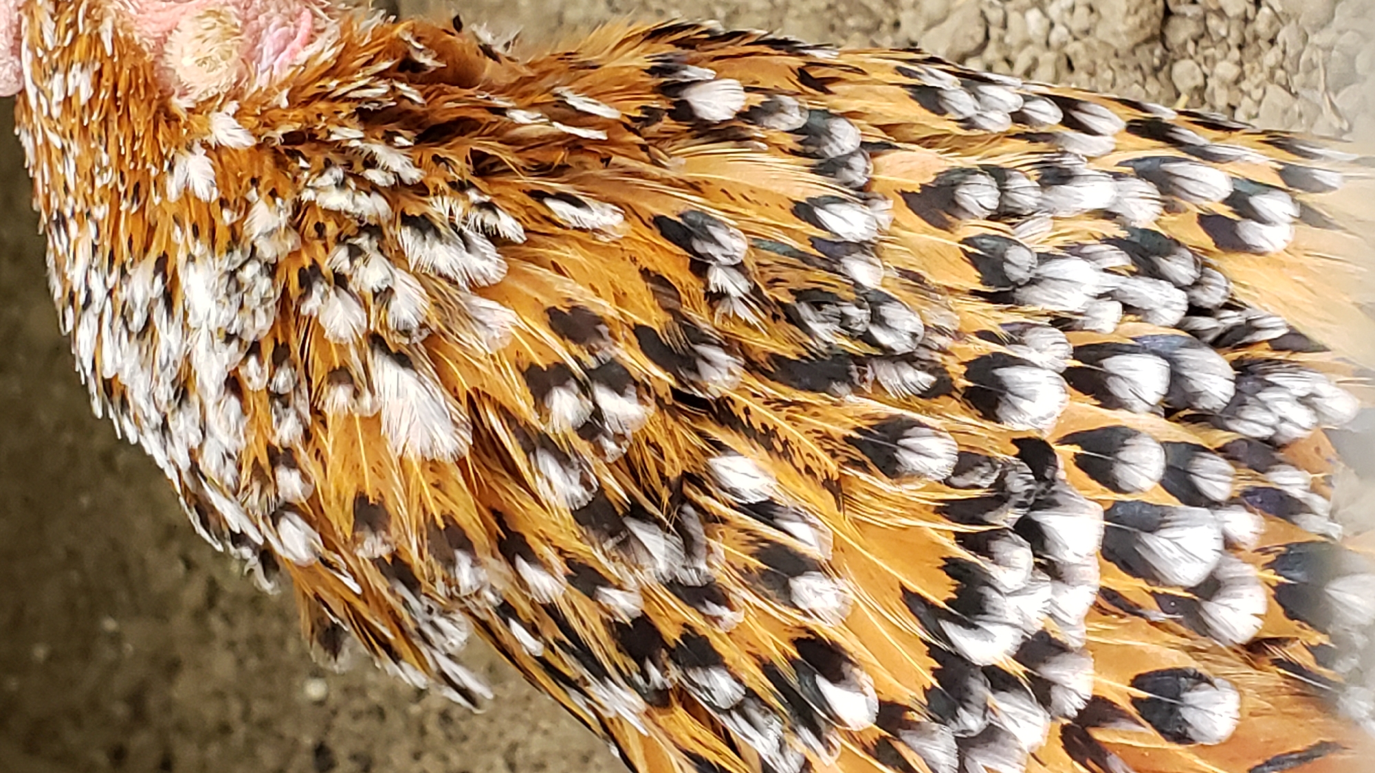 The image is a close-up of a chicken's plumage, focusing on the intricate patterns of its feathers. The feathers are primarily a warm, golden brown, interspersed with black and white markings that create a speckled or banded effect. Some feathers have distinct white tips or edges, while others display a more mottled pattern of black and white. The texture of the feathers is visible, with individual barbs creating a soft, layered appearance. The background is out of focus and appears to be a dry, granular surface, possibly dirt or gravel. There are no people or discernible elements of a city in the image.