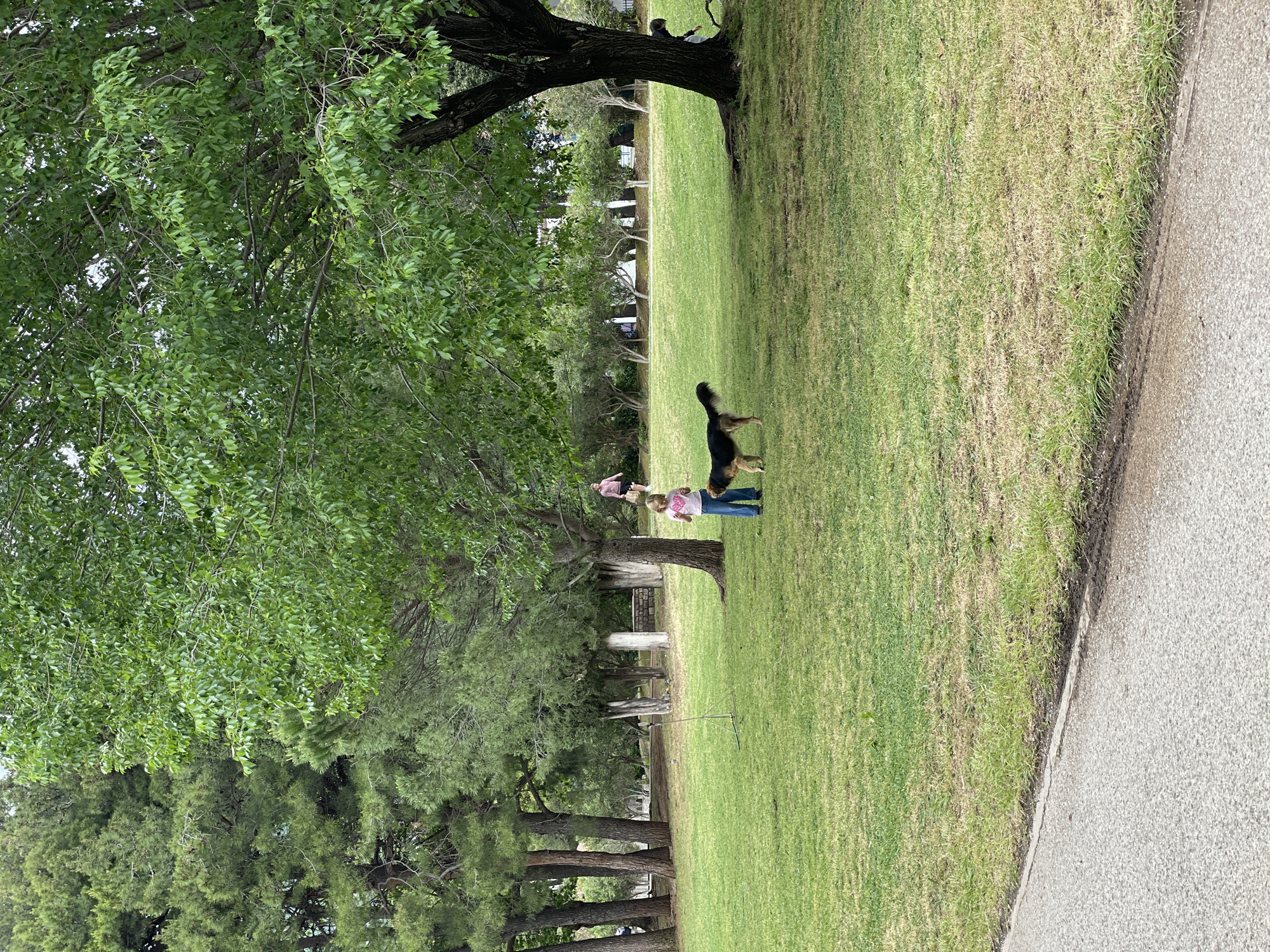 The image shows a park scene. A woman in a pink shirt and jeans appears to be playing with a dog, possibly a German Shepherd. They are standing on a grassy area. Large trees are scattered throughout the park, and a sidewalk borders the grass on the right side. There is a child sitting in a tree. There's no clear indication of the location being Budva, Montenegro, as nothing distinctly identifies it.