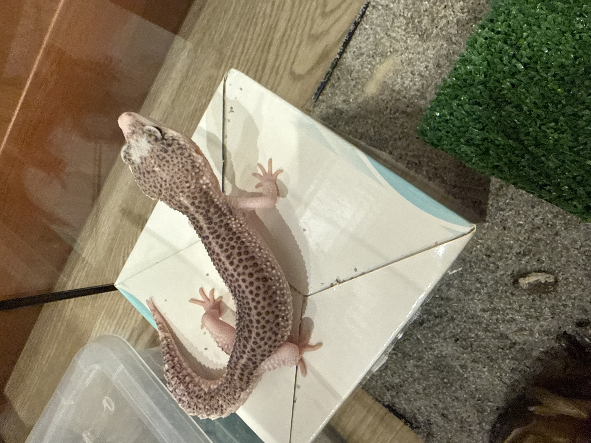 A leopard gecko is resting on a white and light blue cardboard box. The box is sitting on a gray gravel-like surface, next to a patch of artificial green grass. The gecko has a tan body covered in dark brown spots and pink legs. The tail is speckled with similar spots. A clear plastic container is visible in the lower left corner. A dark wooden surface can be seen in the background.