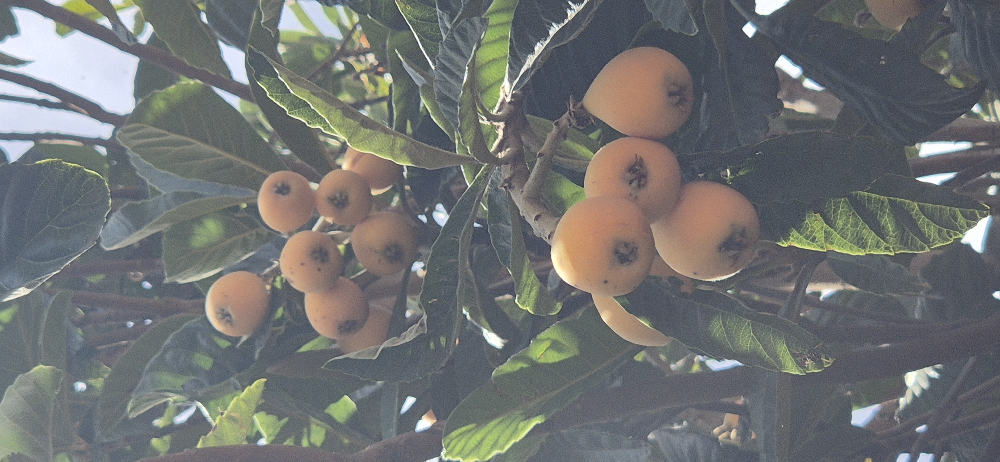 The image shows a close-up of a loquat tree branch laden with ripe loquat fruits. The fruits are a warm, peachy-orange color and are clustered together amidst lush green leaves. The leaves are large and have a slightly textured surface, with visible veins. Sunlight filters through the leaves and fruits, creating a dappled effect and highlighting the textures of the foliage. Some of the fruits appear smooth, while others have small dark spots. The background is blurred, but suggests a bright, possibly sunny day with glimpses of the sky. The overall impression is one of natural abundance and the ripeness of the fruit suggests it is likely springtime or early summer, depending on the climate. There is no text visible in the image.