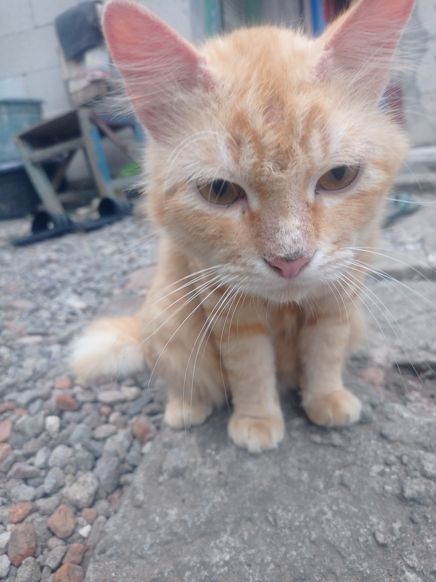 The image shows a close-up, slightly blurry, medium-angle shot of an orange tabby kitten sitting outdoors on a surface of gravel and concrete. The kitten is facing the camera, with its head tilted slightly to its right. Its eyes are golden-brown and appear to be looking down. The kitten has large, pink-lined ears, prominent white whiskers, and a pink nose. Its fur is short and predominantly orange with darker tabby markings. The background is out of focus, showing some indistinct structures that suggest an outdoor, possibly urban or semi-urban, environment with some debris on the ground. There are no people visible in the image. The scene appears to be located in Bongsopotro, Indonesia, given the provided context.