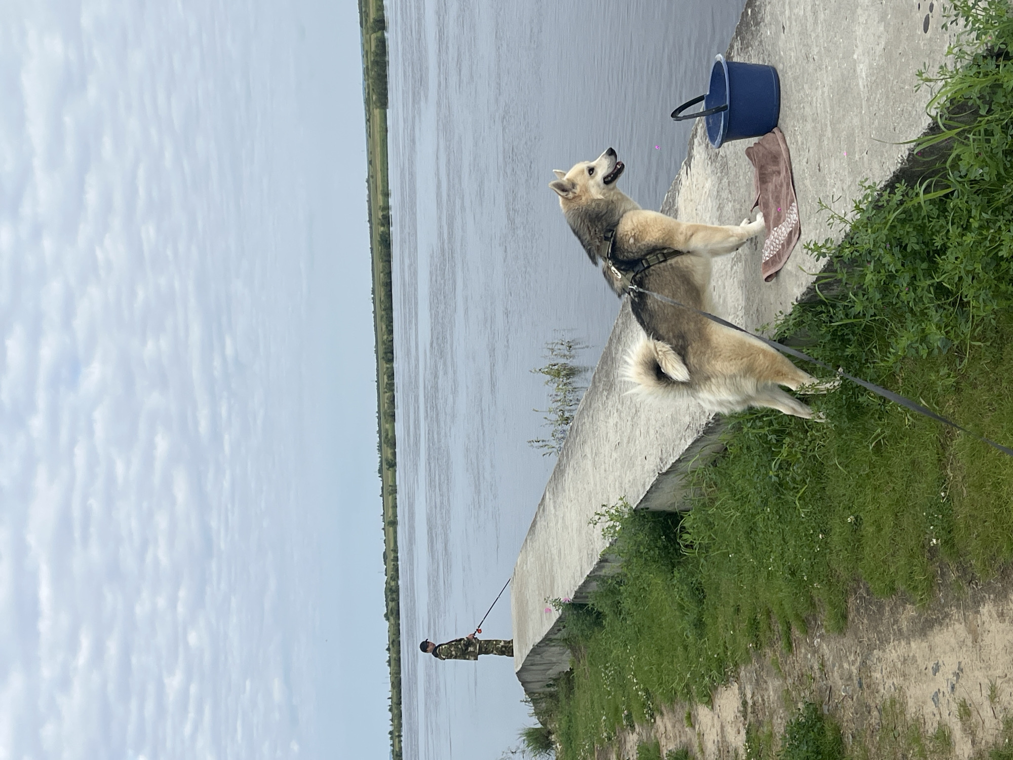 A person in camouflage clothing stands on a concrete pier, fishing in a wide, calm river under an overcast sky. To the right of the pier, a husky-type dog with a harness and leash stands facing away from the camera, looking out at the water. Next to the dog is a blue bucket and a brown towel. The pier is bordered by green grass and foliage. In the distance, the far bank of the river is lined with trees and vegetation. The scene appears to be a peaceful outdoor setting, likely in a rural or semi-rural area, given the natural environment.