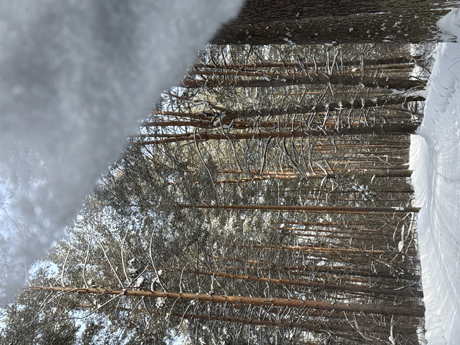 The image depicts a snow-covered winter forest scene in Кашино, Russia, viewed from a perspective that includes a partially obstructed foreground, suggesting a vehicle's interior with snow or frost on a window in the upper right quadrant. Tall, slender conifer trees, primarily pines, stand densely across the frame, their branches and needles coated in white snow. The ground is completely covered by a thick layer of undisturbed white snow, except for a winding, snow-covered road with visible vehicle tracks running from the foreground into the mid-ground, curving slightly right. A light blue sky with some scattered white is visible through the tree canopy in the upper left. No individuals or active subjects are present.
