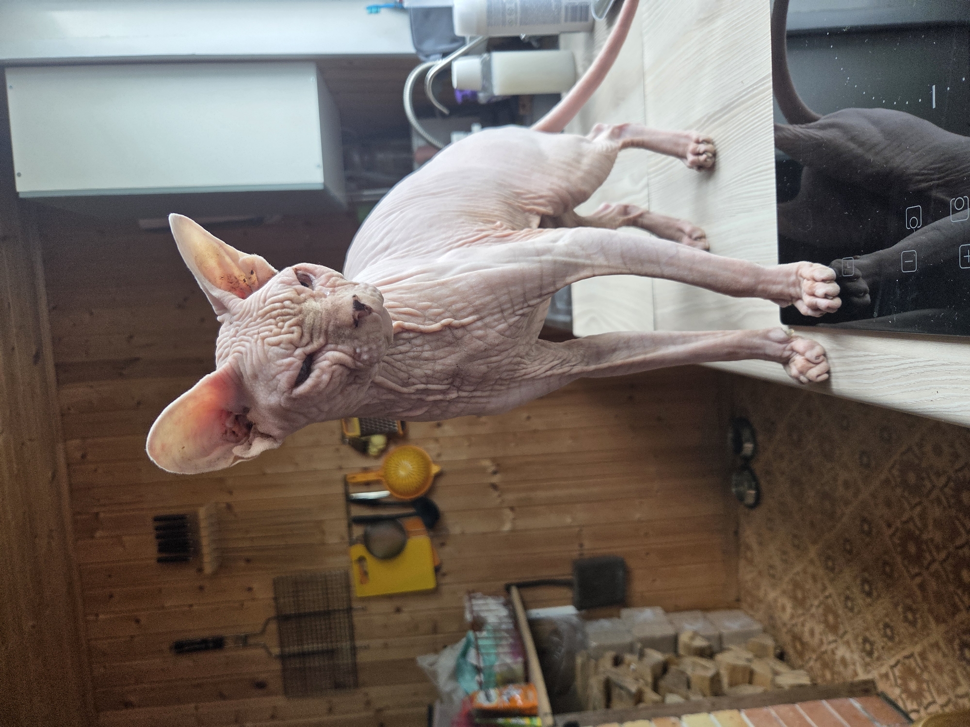 A light pink sphynx cat stands on a light-colored wooden countertop, looking to its left. The cat has prominent wrinkles and large ears. The background shows a rustic kitchen with wooden paneled walls. Various kitchen utensils and shelves with items are visible. To the left of the cat, on the floor, are two pet bowls. A black stovetop is visible on the countertop beneath the cat's front paws, reflecting its image. The scene appears to be in a domestic setting, likely a kitchen.