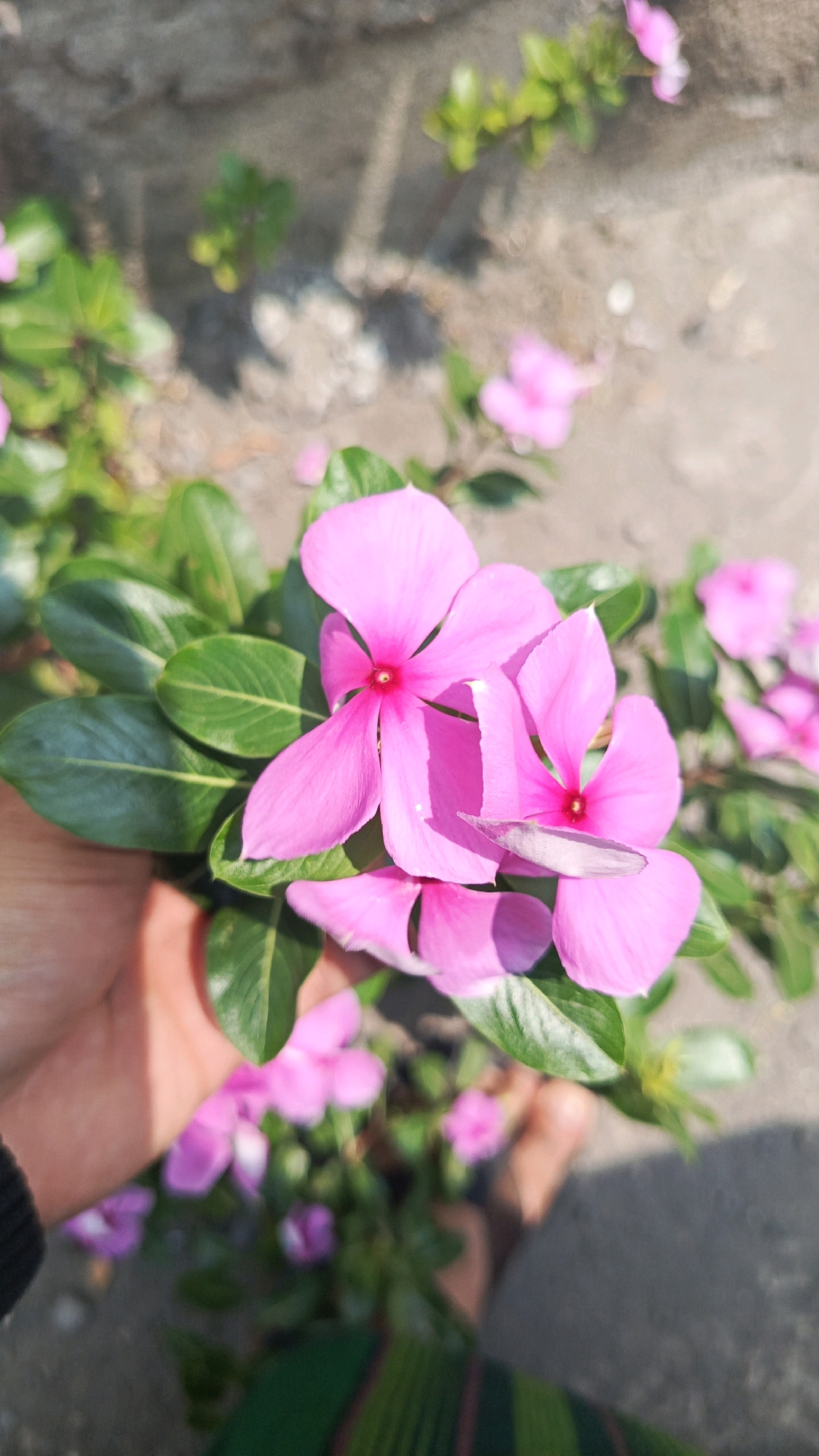 A close-up shot captures a hand gently holding a potted plant with vibrant pink vinca flowers. The plant is in full bloom, with several open flowers and numerous green leaves. The background consists of a textured, neutral-colored wall and ground, suggesting an outdoor setting, possibly a garden or courtyard in Patihan Wetan, Indonesia. The lighting indicates it is daytime, casting soft shadows. The focus is sharp on the flowers and leaves in the foreground, while the background is slightly blurred.