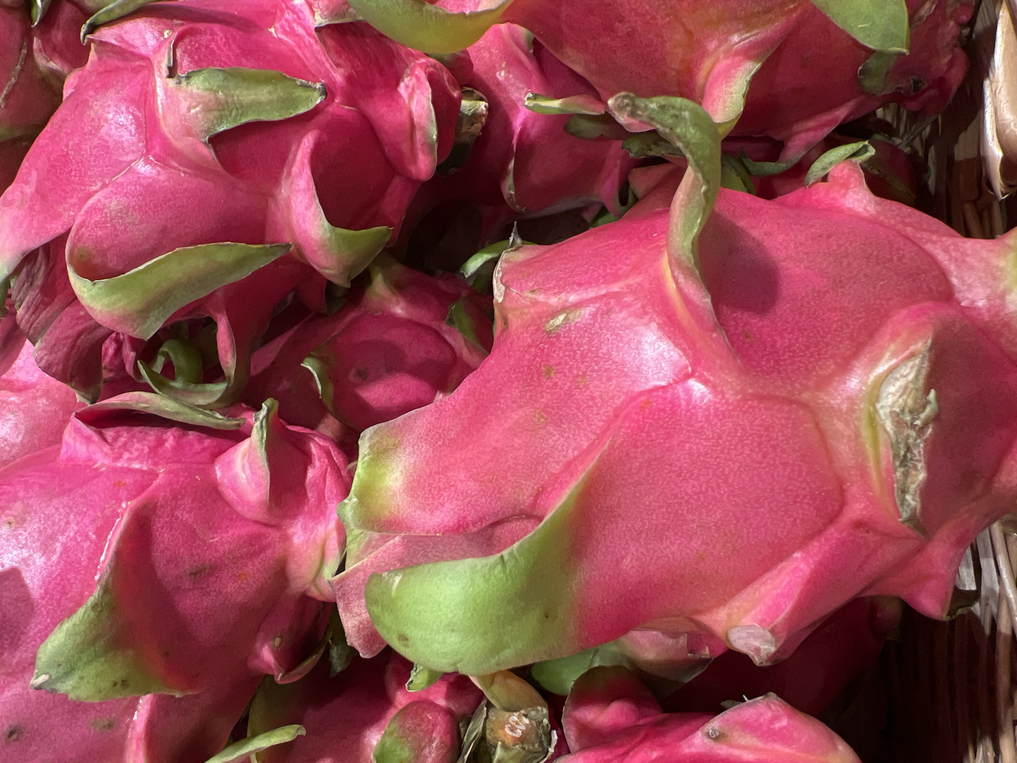 The image shows a close-up, overhead view of a pile of vibrant pink dragon fruits. The fruits have characteristic green, leaf-like scales and appear to be fresh. The lighting highlights the textured skin of the dragon fruits, with some areas appearing slightly glossy. The background is filled with more dragon fruits, creating a dense, colorful arrangement. There are no people or animals visible in the image. The setting does not provide any visual cues to determine the specific location within Sinyavino, Russia.