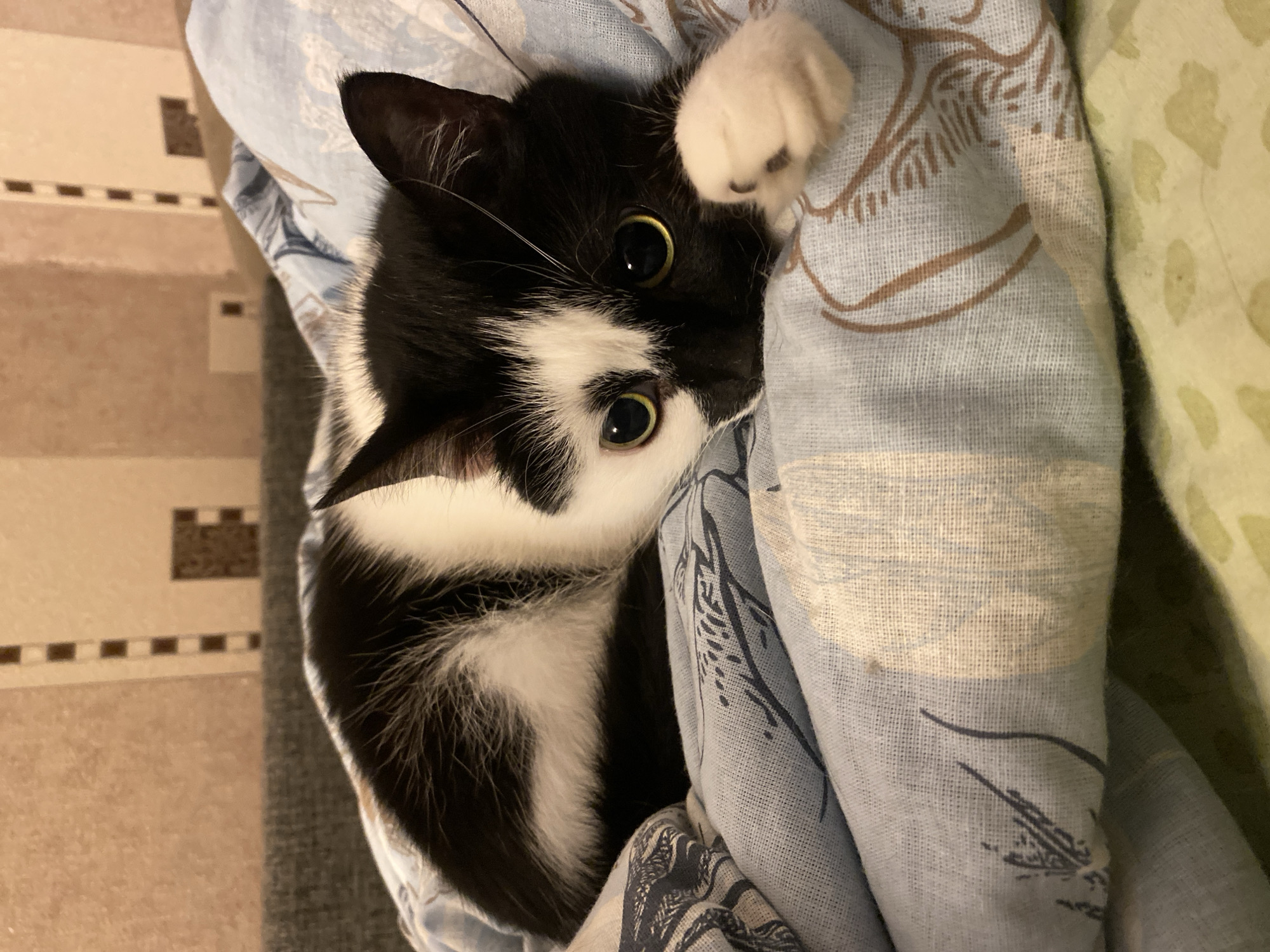 A black and white cat is resting on a blue blanket with a floral pattern. The cat is lying on its side, with its head resting on the blanket and its eyes wide open. Its left paw is visible and extended forward. The background shows a textured wall and what appears to be a sofa. The scene is indoors, likely a domestic setting. There is no identifiable information about the location in Protvino, Russia.
