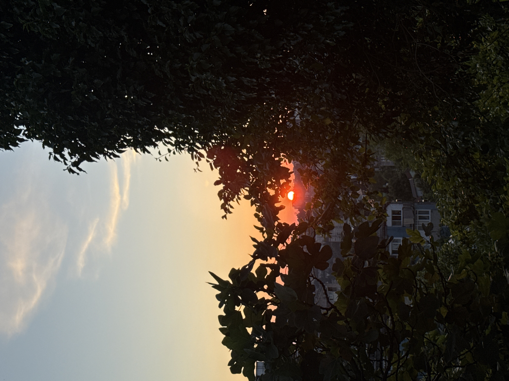 The image captures a sunset scene with a vibrant orange sun low on the horizon, partially obscured by the leaves of trees in the foreground. The sky is a gradient of pale blue and soft orange, with wispy clouds. In the mid-ground, buildings are visible, suggesting an urban environment. The perspective suggests the photograph was taken from an elevated position, overlooking the city of Sochi, Russia, possibly from a hillside or a higher floor of a building. The lush green foliage, characteristic of Sochi's subtropical climate, frames the sunset and the cityscape. The scene is tranquil and picturesque, illuminated by the warm glow of the setting sun.
