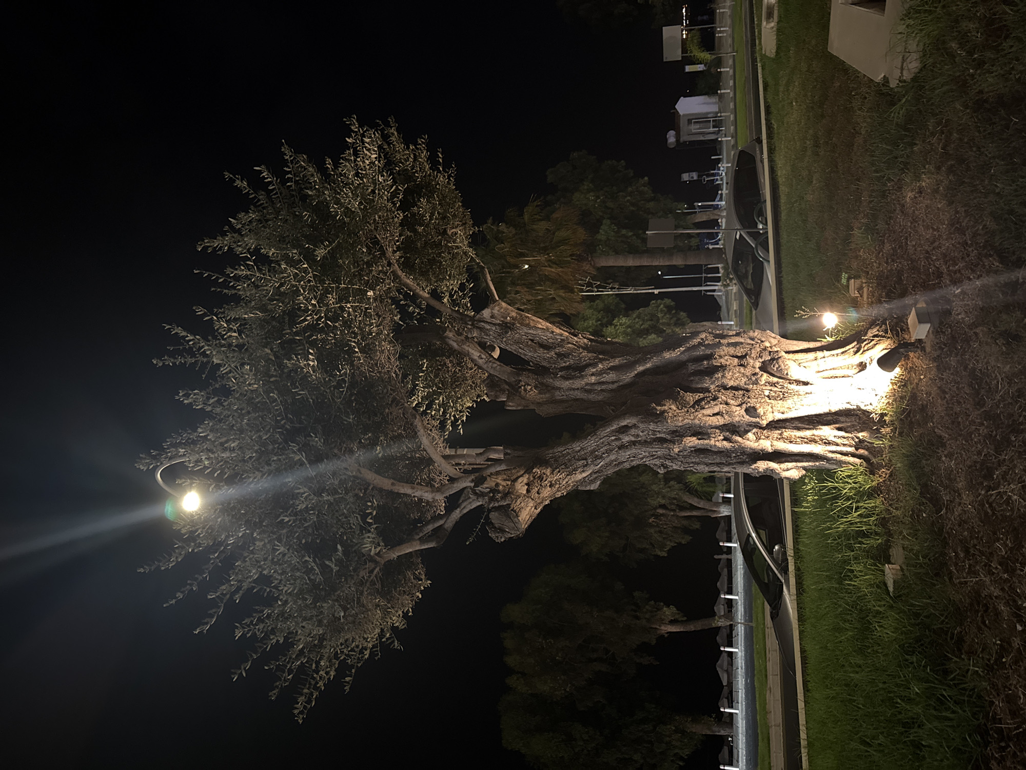 A nighttime photograph captures a large, ancient olive tree illuminated by artificial lights at its base and from above. The tree has a thick, gnarled trunk and a wide canopy of dark green leaves. A street lamp with a warm glow is visible above the tree. In the background, there are other trees, palm trees, parked cars on a road, a sidewalk, and beach umbrellas. The overall setting suggests an outdoor urban or semi-urban environment, possibly a park or a landscaped area along a street, with a hint of a coastal or beach area in the far distance. The image is framed to focus on the prominent olive tree.