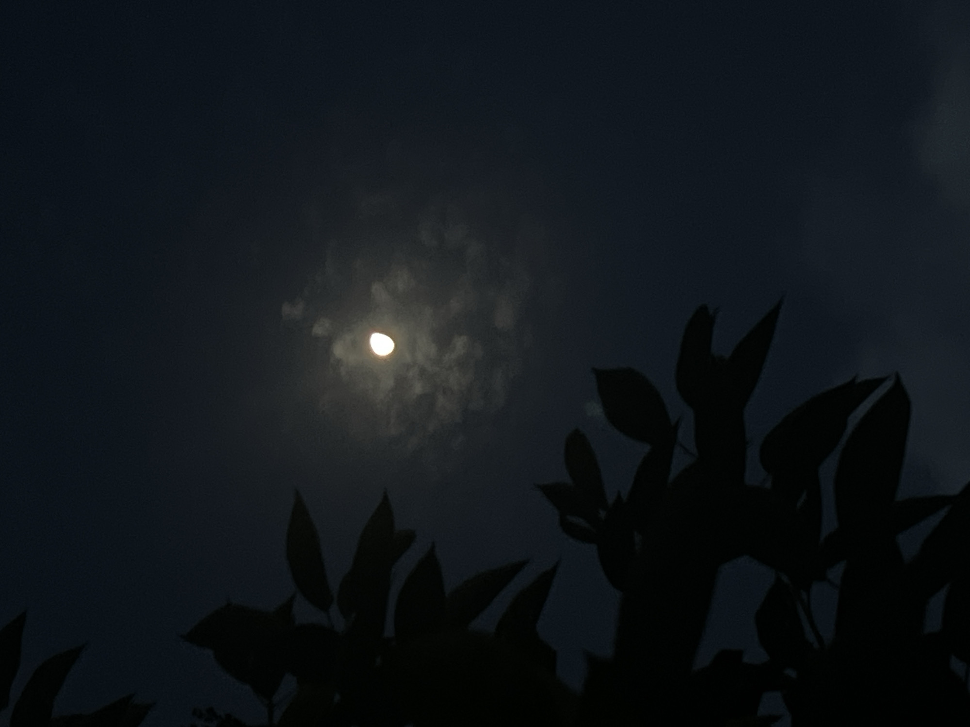 The image depicts a crescent moon illuminating a dark, cloudy night sky. Silhouetted foliage, likely from a tree, occupies the left side of the frame, creating a stark contrast against the dimly lit background. The moon is positioned in the upper right quadrant, partially obscured by wispy clouds. The overall impression is one of a serene, nocturnal scene. There is no indication of the city of Yusuphana, Uzbekistan, or any human presence.