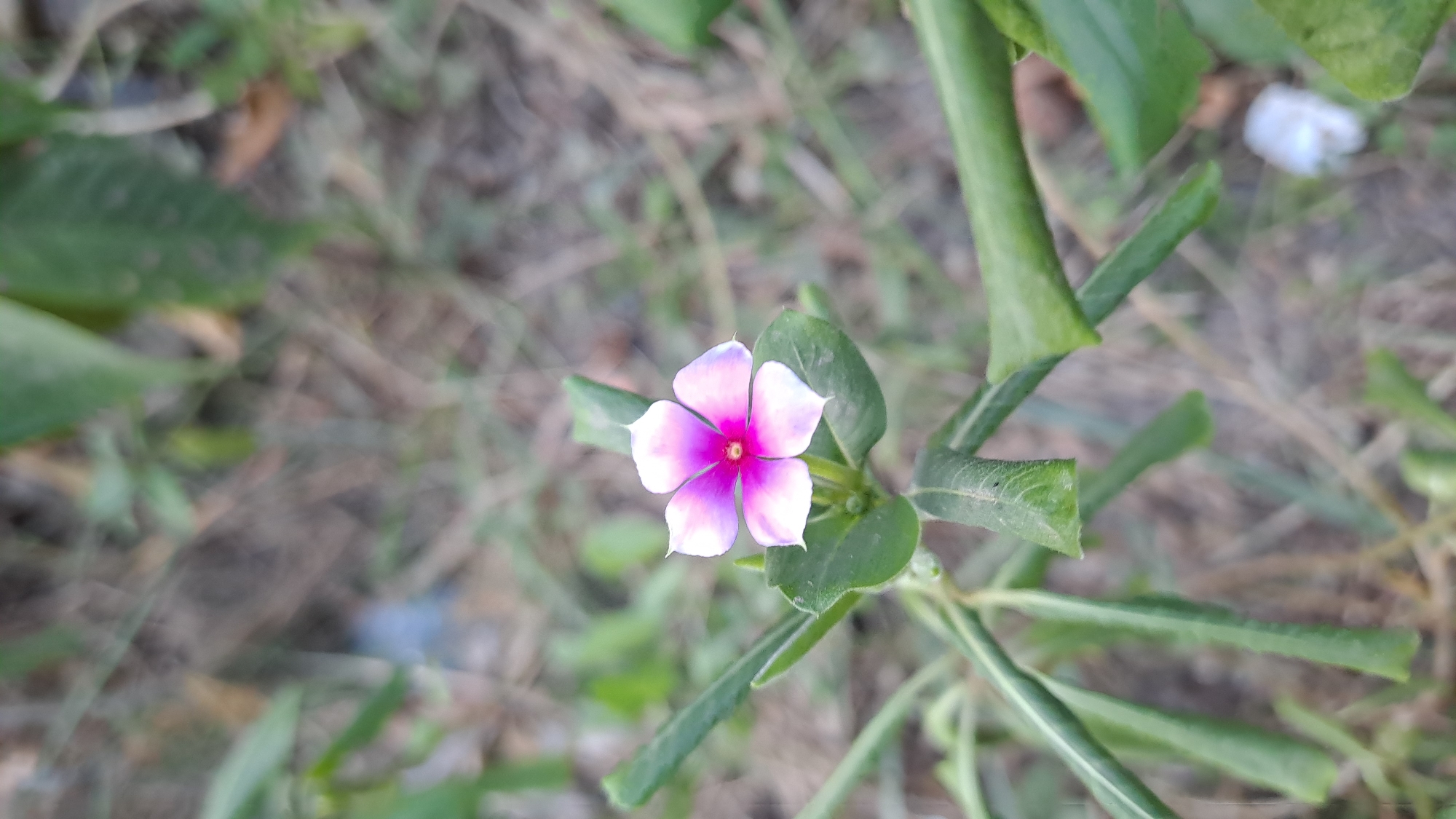 A single, delicate pink and white flower with a vibrant pink center is in focus, centered in the frame. The flower has five petals and is supported by green leaves and stems. The background is a soft blur of greens, browns, and grays, suggesting an outdoor environment with dry foliage and earth. The scene is devoid of human presence. The image was captured in Geulanggang Baro, Indonesia.