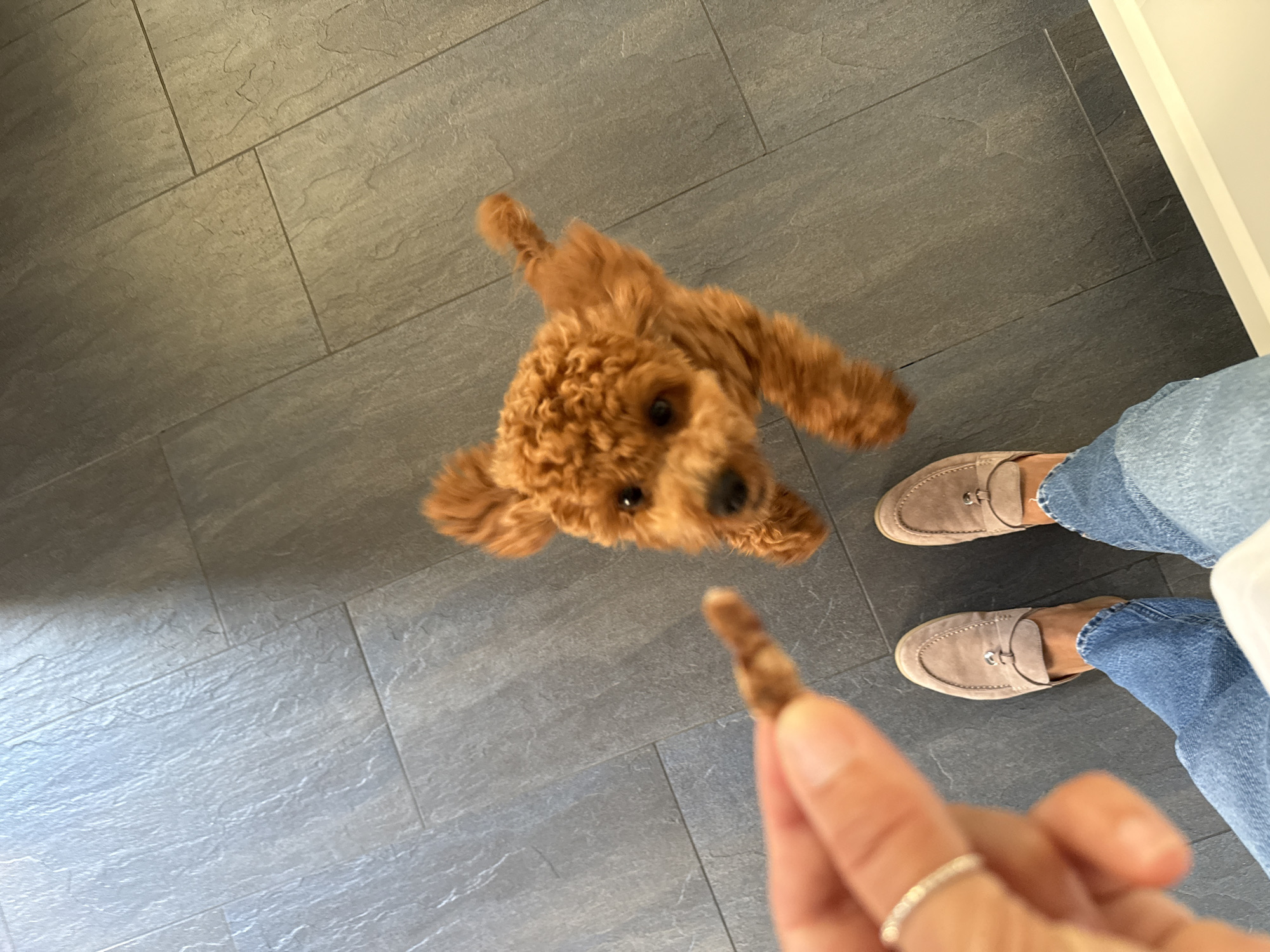 A tan poodle dog is reaching up for a treat being held by a person's hand. The dog is in mid-air, with its ears and tail blurred from motion. The person's hand is in the foreground, holding a small, brown treat. The person is wearing blue jeans and tan loafers. The scene takes place indoors, on a grey tiled floor. The image appears to have been taken in the city of Marum, Netherlands.
