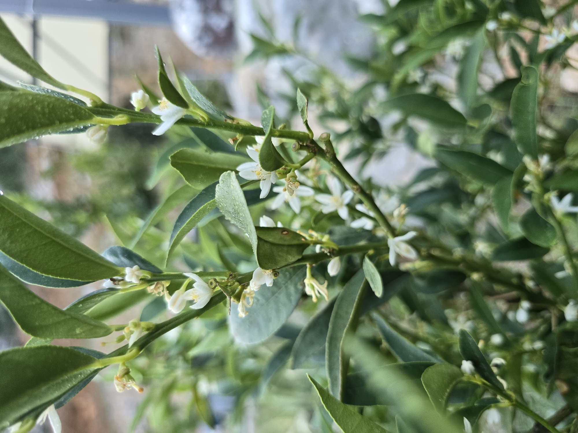 The image shows a close-up view of a plant with green leaves and small white flowers. The plant appears to be a citrus tree, possibly a kumquat or calamondin, given the size and shape of the leaves and the delicate nature of the blossoms. The flowers have five petals and prominent yellow stamens. Some of the leaves have water droplets on them, suggesting recent rain or dew. The background is blurred, showing more greenery and hints of a possibly urban or suburban setting with some out-of-focus structures. The lighting suggests it is daytime. The image is focused on the details of the plant's blooms and foliage, highlighting their intricate beauty.