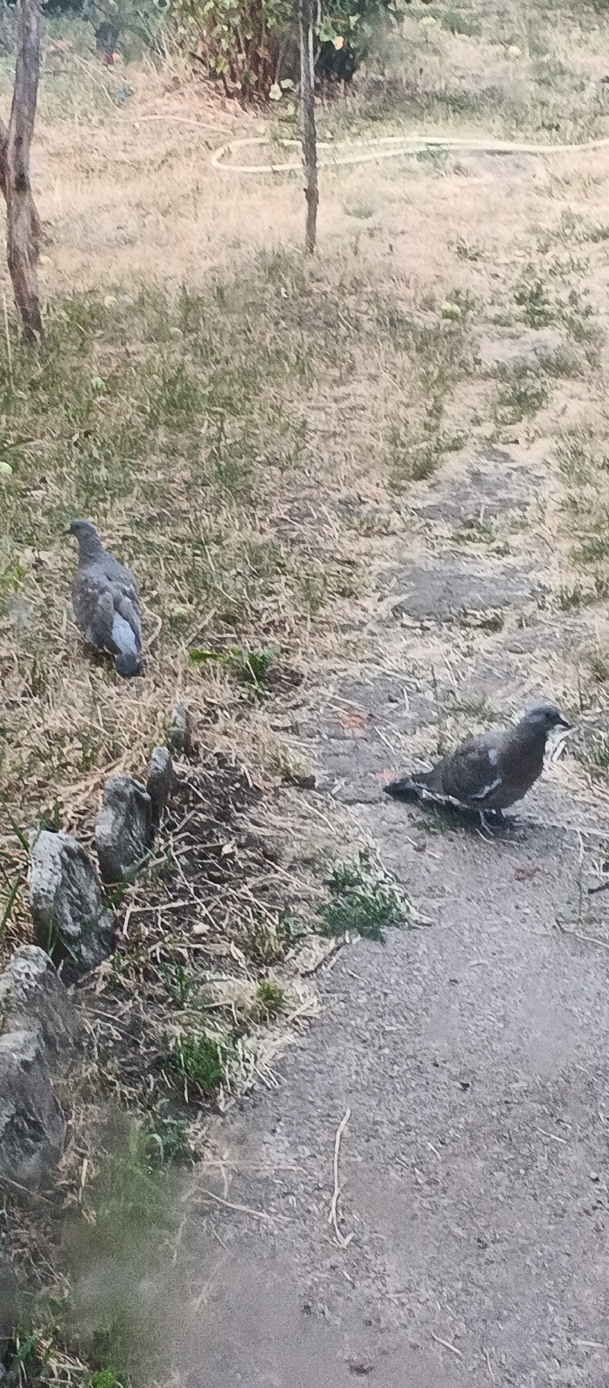 Two pigeons are on the ground in a park. One pigeon is on the left side of the image, facing left. The other pigeon is on the right side of the image, facing right. The ground is covered in dry grass and dirt. There are some rocks and plants on the left side of the image. In the background, there are trees and bushes. The overall scene is a natural outdoor environment. The image was taken in Smila, Ukraine.
