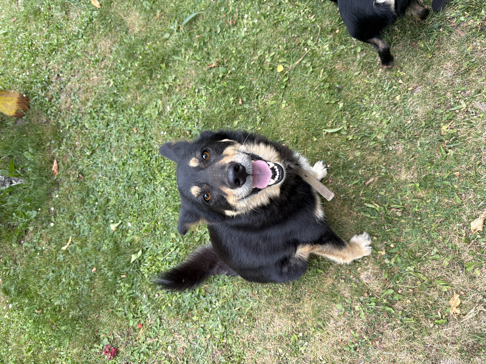 A medium-sized black and tan dog with a wagging tail and an open mouth sits on a grassy lawn, looking up at the camera. The dog has brown eyes and ears that are partially flopped. A beige collar is visible around its neck. The grass is green with some brown patches and scattered dry leaves. In the background, another dog's hindquarters are visible on the right side of the frame. The scene appears to be outdoors in a residential area, possibly a yard or park, in Kozova, Ukraine. The lighting suggests it is daytime.
