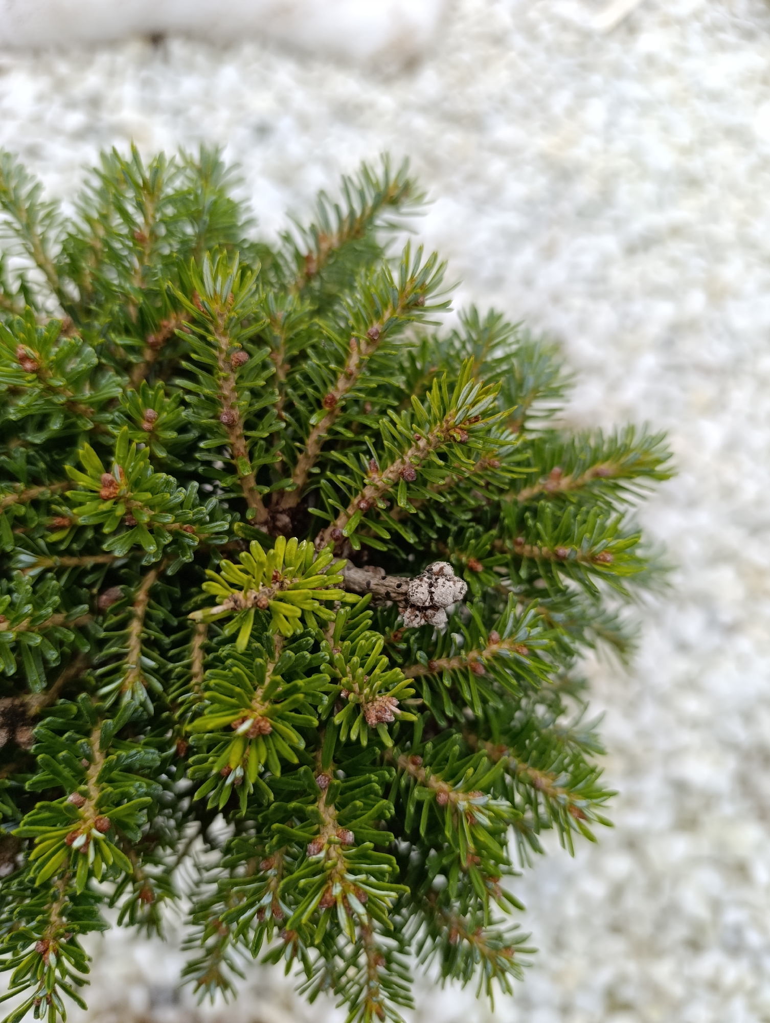 A close-up shot focuses on a small evergreen plant, possibly a miniature fir or spruce, with dense green needles arranged around brown stems. In the center, a small, weathered twig with light grey, scale-like growths is visible. The background is out of focus, but appears to be a textured, light-colored surface, perhaps gravel or a similar material. The image was taken outdoors, likely in Chaikovsky, Russia. No people or animals are visible. The image is composed to highlight the details of the evergreen plant.