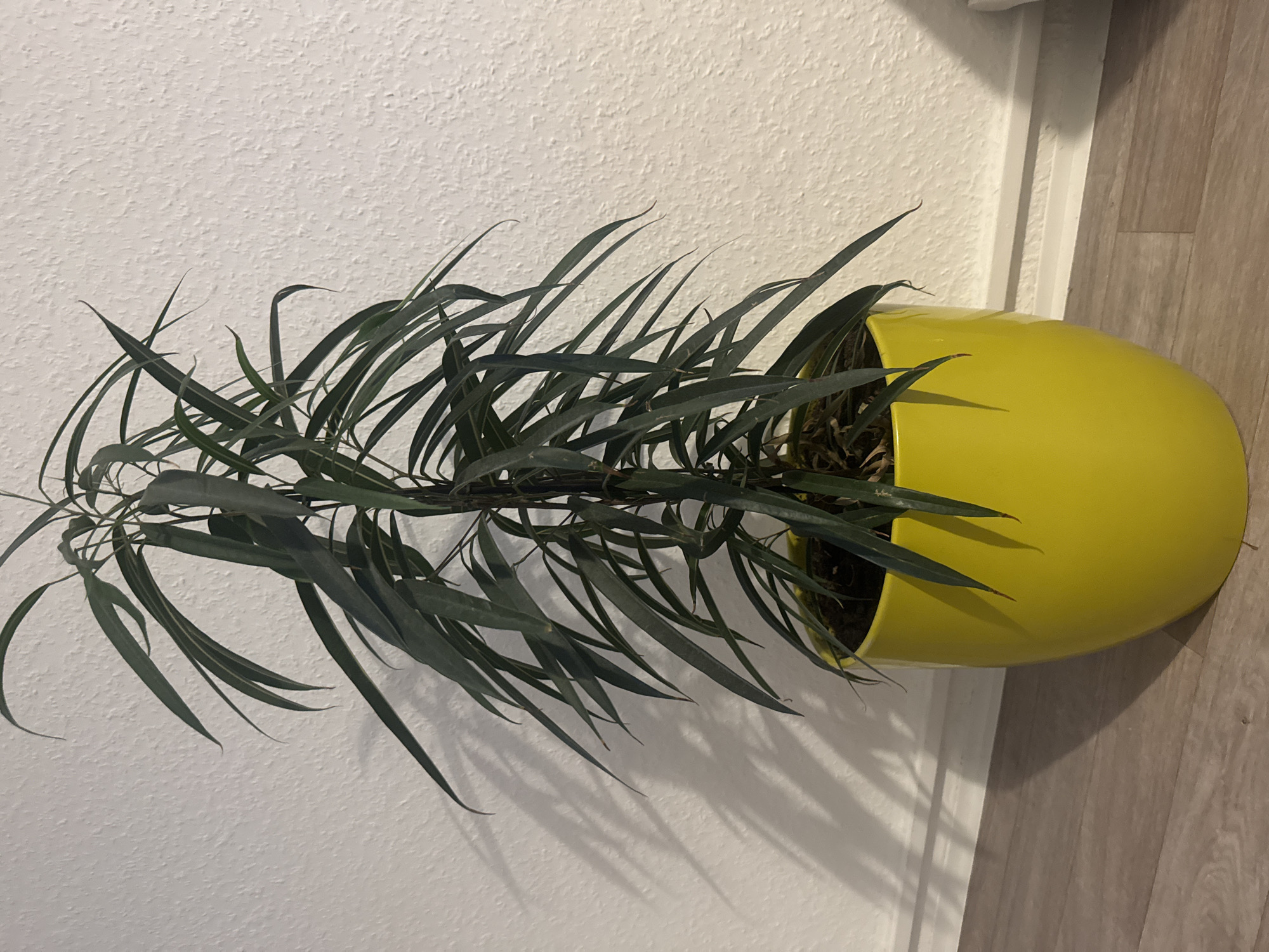 A tall, thin, green plant with long, pointed leaves is shown in a bright yellow pot. The pot sits on a light brown, wooden floor. Behind the plant, a textured white wall serves as the background. The lighting creates subtle shadows on the wall.