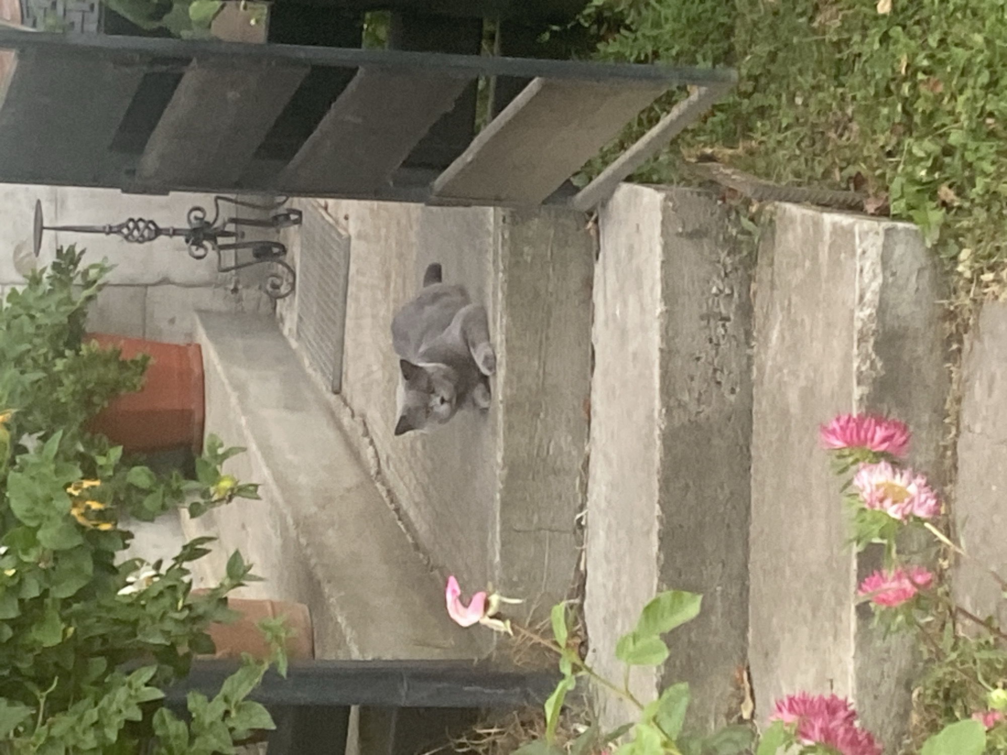 A grey cat is lying on the third step of a concrete staircase outdoors. The cat is facing forward with its eyes partially closed. To the left of the cat, on the same step, is a pink flower. The staircase appears to lead up to a building with a dark wooden gate on the right side of the image. Green foliage and plants are visible around the staircase, including pink flowers at the bottom of the frame. The scene suggests an outdoor residential setting, potentially in a yard or garden area.