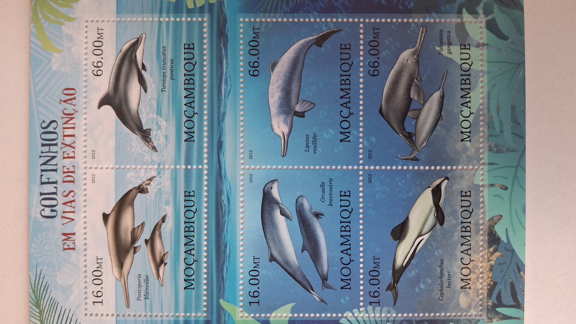 The image shows a sheet of postage stamps. The stamps are arranged in a 2x3 grid. Each stamp depicts a different species of dolphin. The stamps have the words "GOLFINHOS EM VIAS DE EXTINÇÃO" (Dolphins in Extinction) on the left side. The country name "MOÇAMBIQUE" (Mozambique) is printed on each stamp. The value of the stamp is either 16.00 MT or 66.00 MT. The scientific names of the dolphins are printed on each stamp. The year "2012" is printed on each stamp. The dolphin species shown are: Pontoporia blainvillei, Tursiops truncatus ponticus, Orcaella brevirostris, Lipotes vexillifer, Cephalorhynchus hectori, and Platanista gangetica. The image does not include a location in the city of Pleven, Bulgaria.