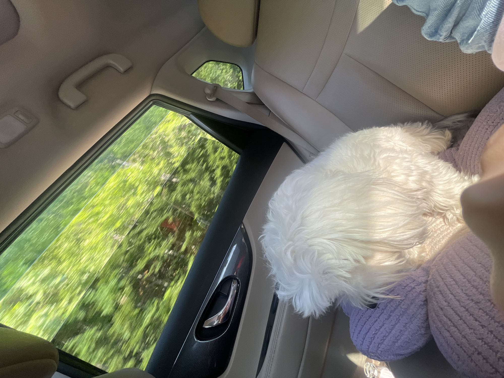 A small, white, fluffy dog sits on a purple pillow in the back seat of a car, facing away from the camera. The dog is partially obscured by its own fur. The car interior is visible, with a beige leather seat, a door handle, and a grab handle on the ceiling. Through the car window, lush green trees are seen, blurred due to motion, suggesting the car is in transit. The scene is bathed in sunlight, casting shadows. The image appears to be taken from a passenger's perspective, looking towards the back seat and out the window. The location is identified as Godijelji, Montenegro.