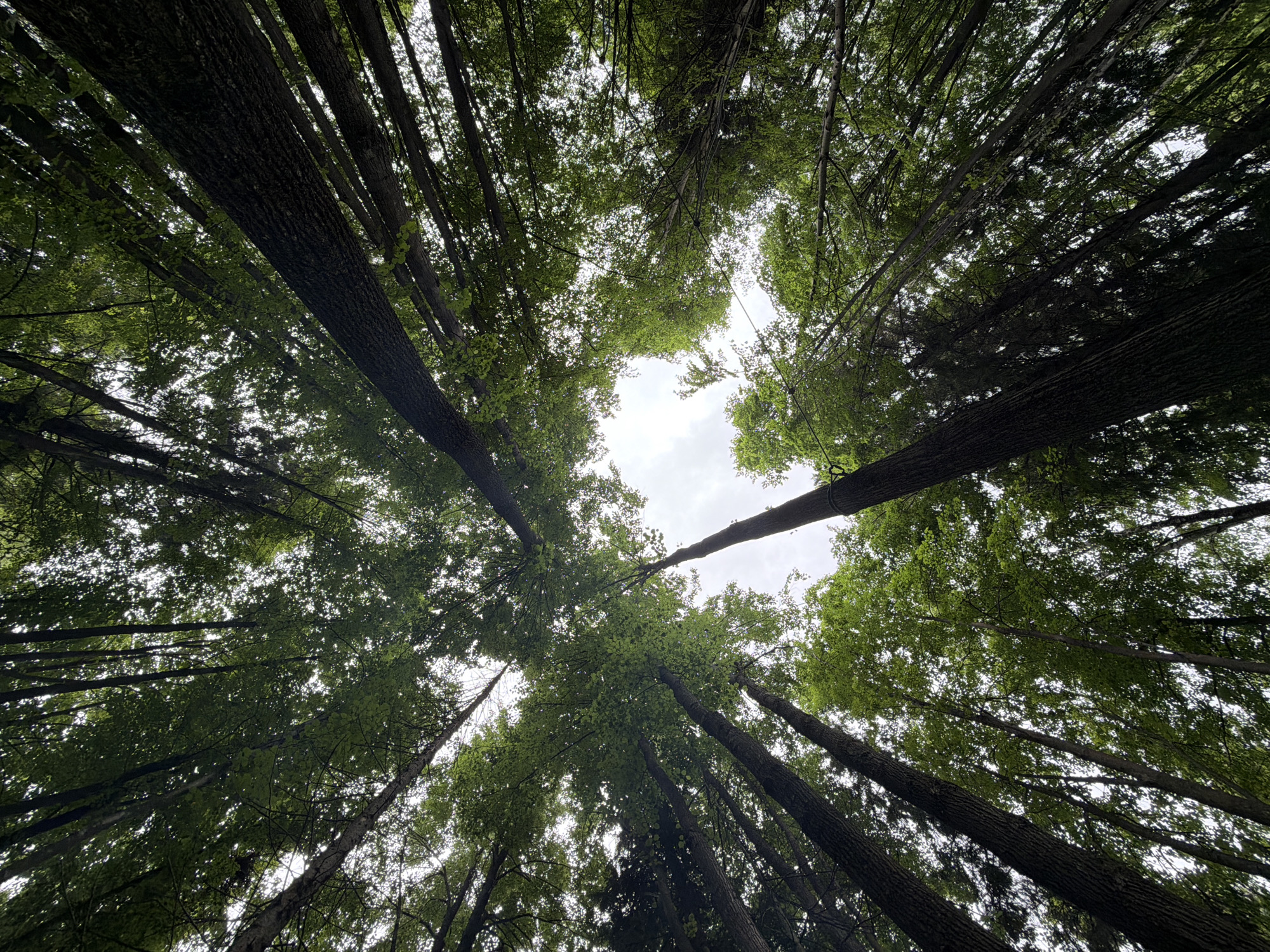 This image depicts an upward view into a dense forest, implicitly located in the city of Kechur, Russia. Numerous tall, dark-barked tree trunks, appearing to be mature deciduous trees with broadleaf foliage, ascend vertically and diagonally from the bottom edge of the frame. The canopy above is thick with vibrant green leaves, varying slightly in shade. Patches of bright, diffused white and light grey sky, suggesting an overcast day, are visible through irregular gaps in the dense foliage, particularly forming a prominent opening near the top-center of the frame. The perspective creates a natural tunnel effect, emphasizing the height and density of the trees. No people, animals, or man-made structures are visible within the frame, indicating an undisturbed natural environment. The scene is static, capturing the natural light filtering through the overhead canopy.