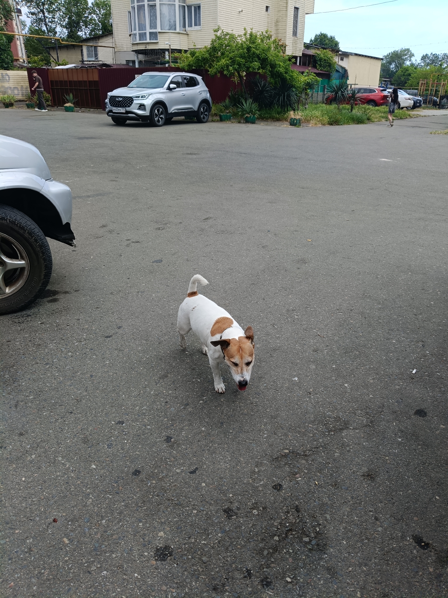 The image captures an outdoor scene in Sochi, Russia, with a small Jack Russell terrier as the central subject. The dog is white with brown markings and is walking on an asphalt surface. It appears to be panting, with its tongue slightly out, suggesting it might be warm or has been active.
In the background, a modern silver SUV is parked, and further behind it, a building with multiple windows and a light-colored facade is visible. Greenery, including bushes and trees, surrounds the area, indicating a possibly mild or warm climate. Another silver car is partially visible in the foreground on the left, showing its wheel and part of the bodywork. In the distance, other vehicles and structures can be seen, along with a few people walking. The lighting suggests it is daytime, likely overcast or late afternoon given the softness of the light. The overall setting appears to be a parking lot or an area adjacent to residential or commercial buildings. The scene is casual and everyday, with no particular event or strong emotions conveyed. A license plate on the silver SUV is visible, reading "B435XX 123".