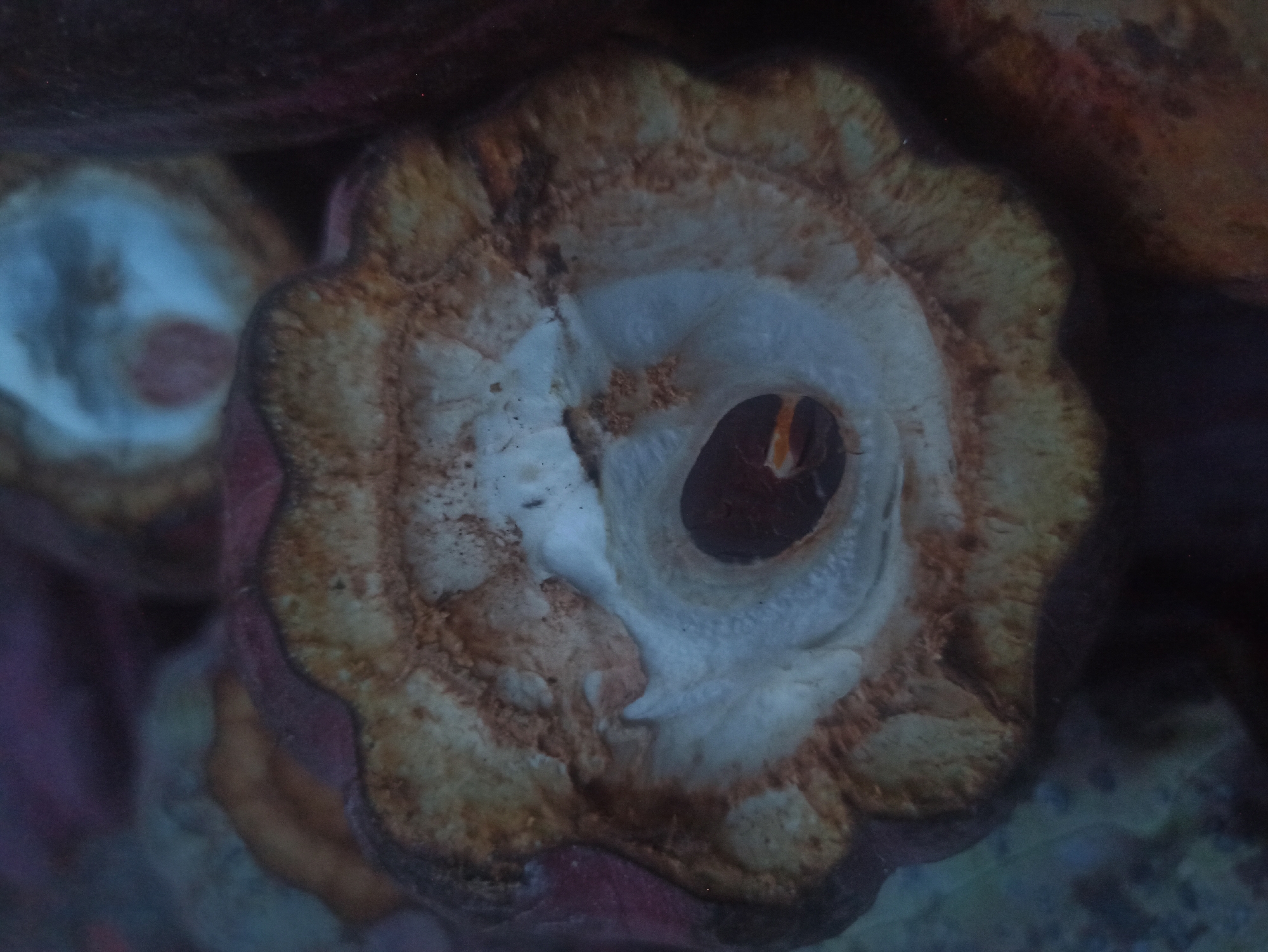 A close-up, overhead shot shows the interior of a cacao pod. The pod's rind is a deep reddish-purple. Inside, the fleshy white pulp surrounds a dark brown, elongated seed, which is partially visible. The texture of the pulp appears somewhat fibrous, with faint ridges. The surrounding environment is out of focus, but suggests a shallow depth of field, possibly indicating the cacao pod is resting on a dark surface or among other pods. The image is well-lit, highlighting the details of the pod's interior. No specific location in Tuba, Indonesia is visible in the image.