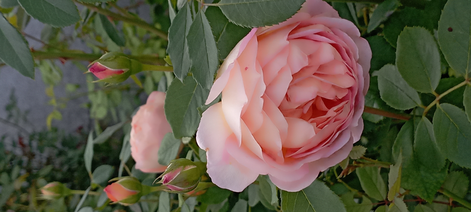 A close-up, vertical, outdoor shot captures a pale pink rose in the foreground, its petals layered and unfurling. The rose is partially obscured by lush green leaves with serrated edges. In the background, out of focus, are several rose buds in various stages of development, some showing hints of pink and orange. The scene is set against a muted gray background, possibly a wall or fence, with further foliage in softer focus. The lighting suggests an overcast day, creating soft shadows and highlighting the delicate texture of the rose petals. There are no people or animals visible in the frame.