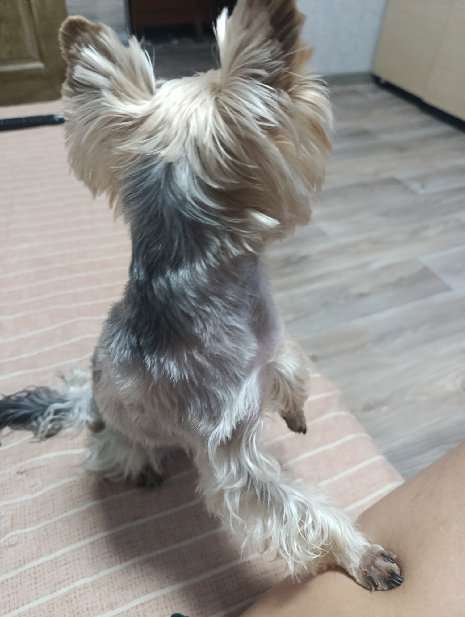A small, fluffy dog, possibly a Yorkshire Terrier, is shown from behind, sitting on a patterned surface. The dog's fur is a mix of blonde and gray, with its ears standing upright. The dog is facing away from the camera, looking towards the right of the frame. The background appears to be an indoor setting with a wooden floor and some furniture visible. The overall lighting is dim, suggesting an indoor environment.