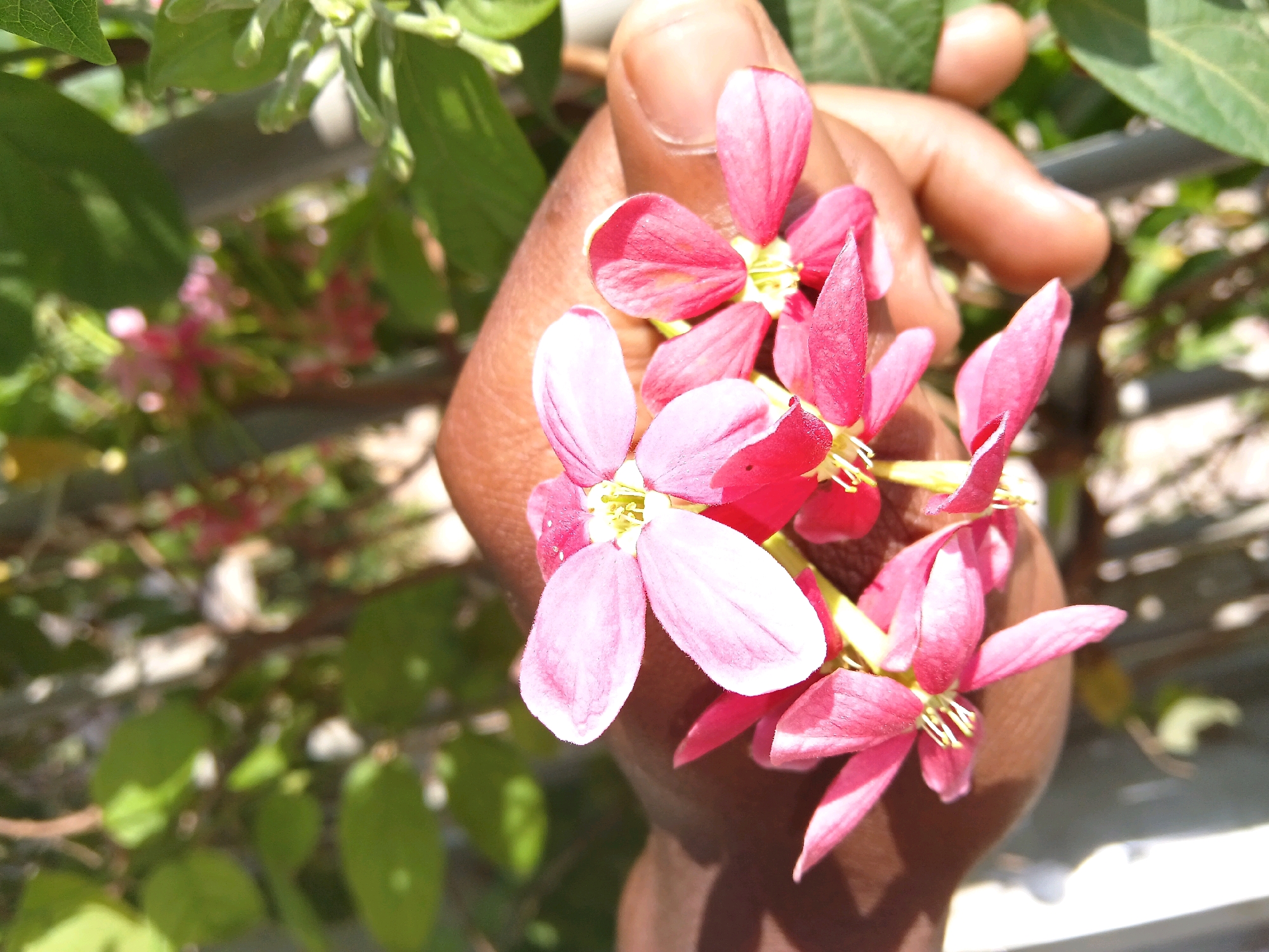 A close-up shot shows a hand holding a cluster of small, pink flowers. The hand, with darker skin tone, cradles the delicate blooms, with some petals unfurling and others still in bud. The flowers have a central yellow stamen and appear to be part of a larger vine or bush, suggested by blurred green leaves in the background. The lighting indicates a sunny day. The location is specified as Gitaramuka, Burundi, though this specific detail cannot be visually confirmed from the image itself. The scene is a botanical and human interaction focused on the detail of the flowers.