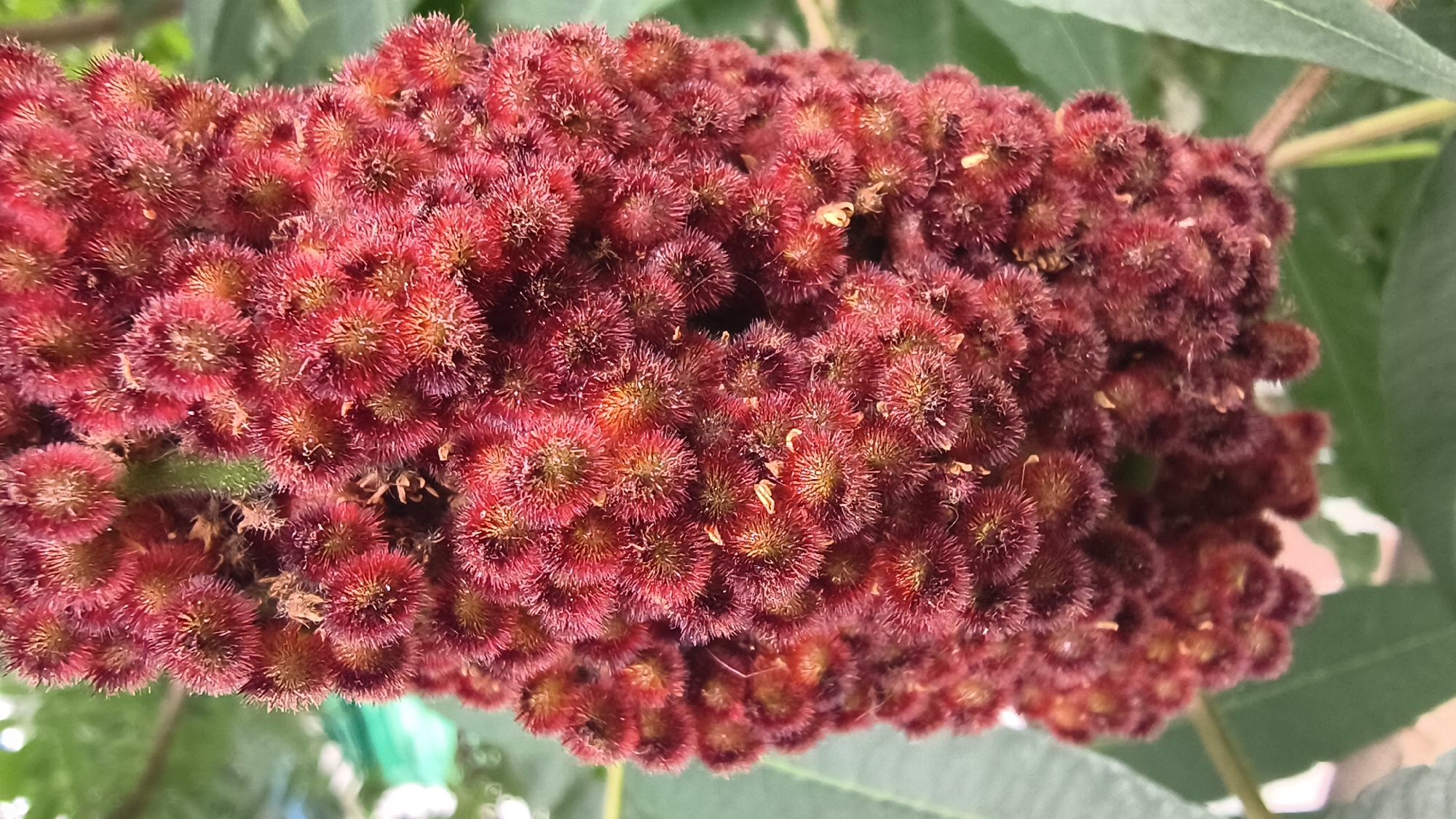 This is a close-up, eye-level, outdoor, vertical, full shot of a cluster of fuzzy, dark red sumac seed heads. The seed heads are oblong and densely packed, with individual fuzzy structures visible. The background consists of out-of-focus green leaves and some white and light green shapes that may be other vegetation or structures. The lighting is natural and appears to be bright, suggesting daytime. There are no people, animals, or vehicles visible in the image. The exact location in Mikhaylovka, Russia, is not specified by the image content.