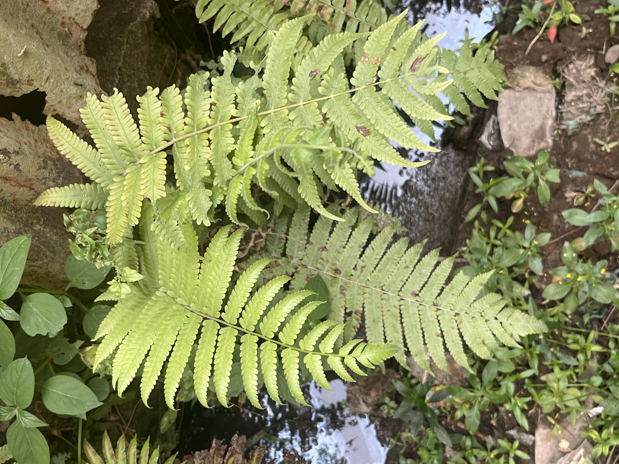 A close-up, high-angle shot captures a cluster of vibrant green ferns growing near a body of dark, reflective water. The ferns are the dominant subject, with their delicate, serrated fronds extending downwards. Some fronds show slight browning or reddish-brown spots, suggesting natural wear or possibly a mild condition. The water's surface reflects the surrounding foliage, creating a blurred, impressionistic effect. The foreground and background are filled with a mix of smaller green plants and dark soil, with a few scattered rocks. In the upper background, hints of a textured, possibly natural or weathered surface are visible. The scene appears to be located in an outdoor, naturalistic setting, possibly a garden or a riparian area. The lighting suggests an overcast or shaded environment, as there are no harsh shadows. The image does not contain any people or discernible human activity. The overall impression is one of lush, natural greenery in a damp environment.