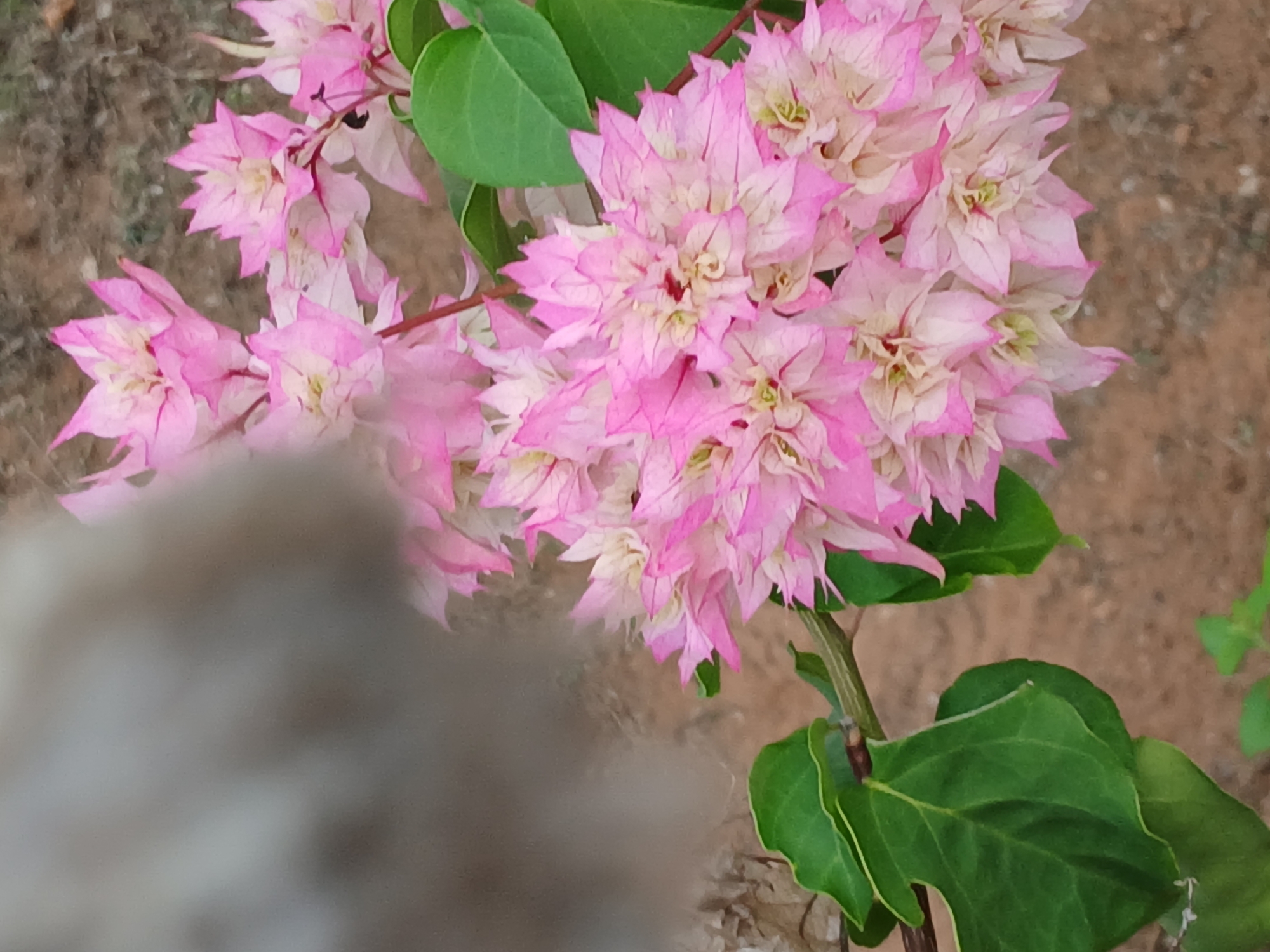 A close-up, slightly out-of-focus shot captures a cluster of vibrant pink and white bougainvillea flowers. The petals are delicate and layered, with a gradient of color from deep pink edges to a lighter, almost white center. Some of the flowers have hints of green in their center. Accompanying the blooms are several large, glossy green leaves. The background consists of dry, sandy soil, suggesting an outdoor setting. The overall impression is one of natural beauty and abundance.