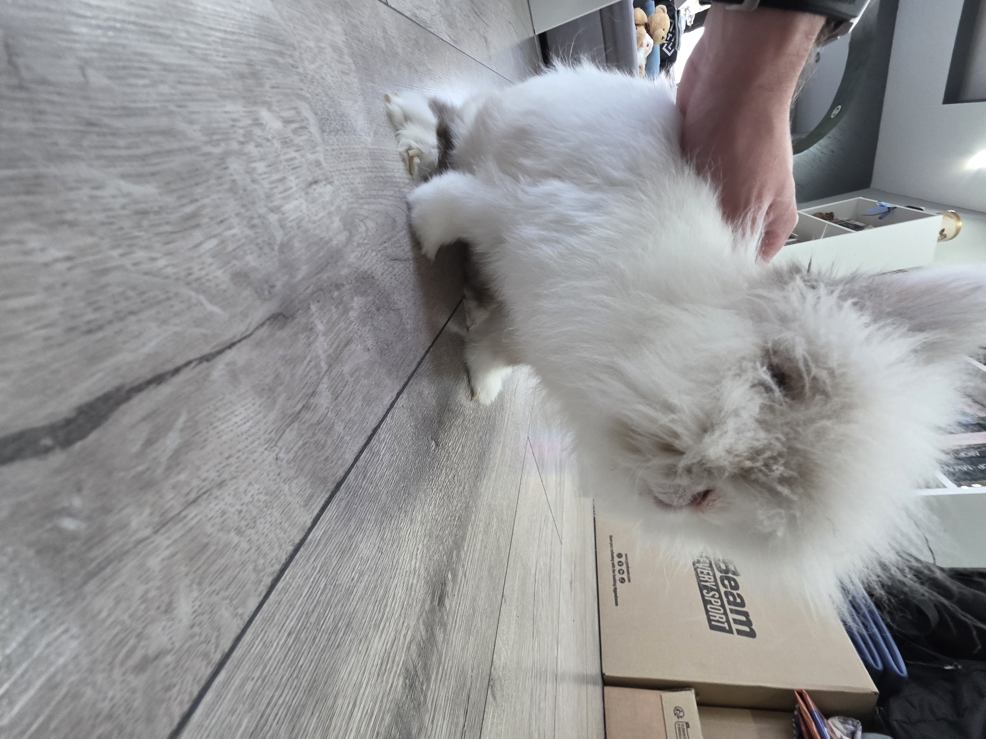 A person is holding a fluffy white rabbit. The rabbit is on a light-colored wood-look floor. Boxes are visible in the background. The location is indoors, and there is no information to suggest this image was taken in Yagodovo, Bulgaria.