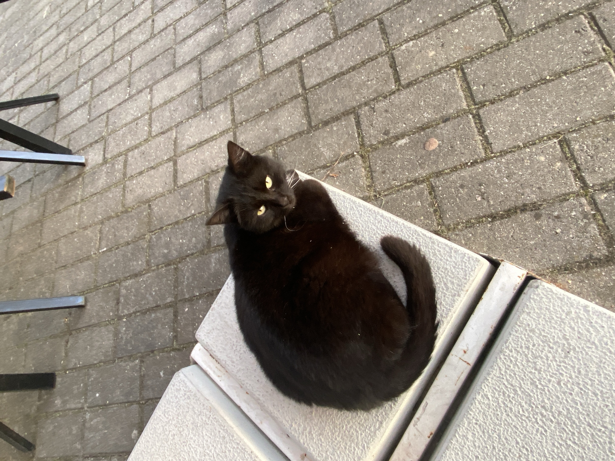 A black cat with bright yellow eyes is resting on a light-colored textured bench. The bench appears to be part of an outdoor seating area, possibly a patio or cafe, with a brick-paved ground visible in the background. The cat is curled up, with its tail wrapped around its body, and is looking towards the viewer. The lighting suggests it is daytime, possibly late afternoon due to the shadows. There are dark metal legs of tables or chairs visible in the upper background, indicating an outdoor seating arrangement. The environment is an urban outdoor space.
