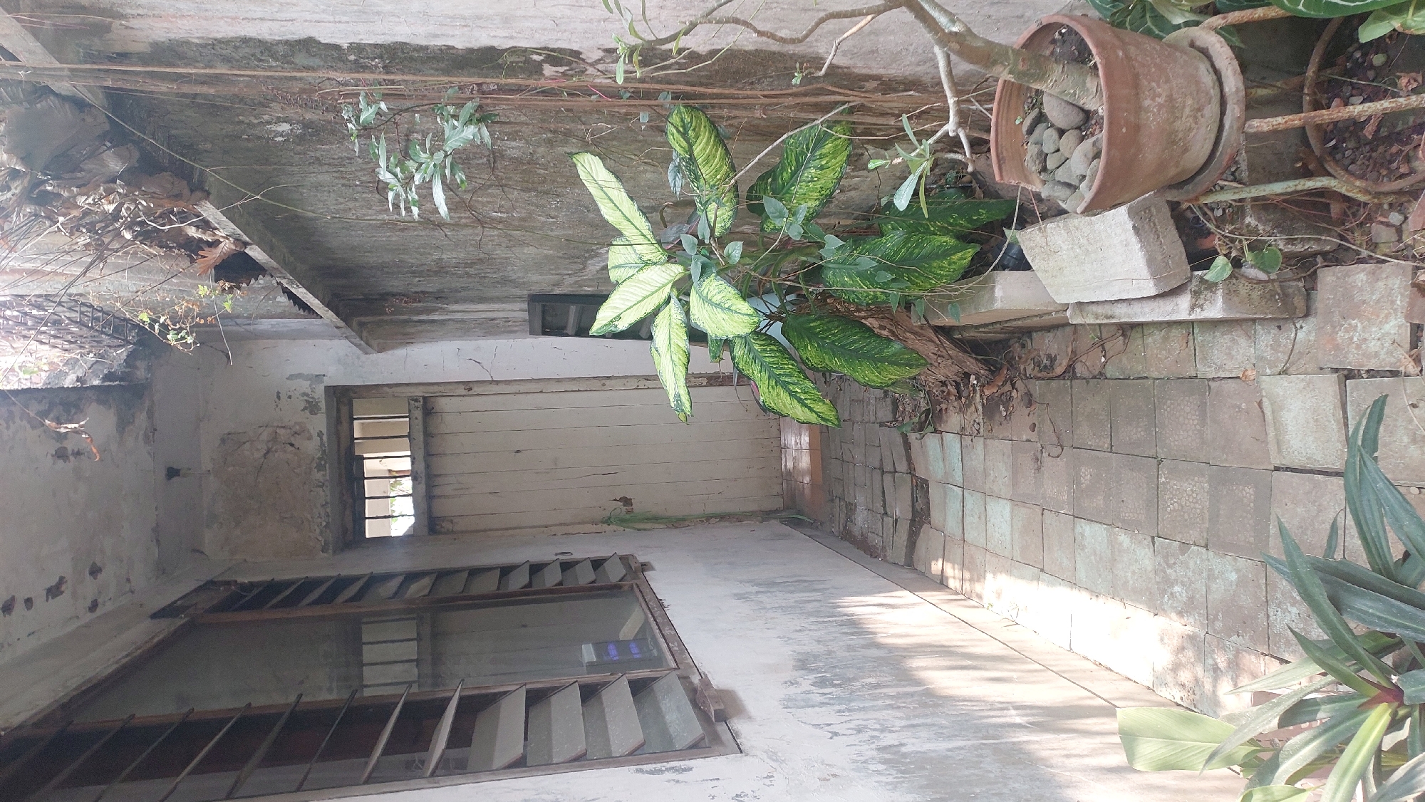 This image depicts a narrow, weathered alleyway, likely located in the city of Malang, Indonesia. The alley is paved with cracked and uneven square tiles. On the left, a rough, off-white wall features a large window with horizontal wooden louvers. Sunlight casts dappled shadows on this wall and the tiled path. Opposite the window, a weathered, off-white wooden door is visible, set within a recessed opening. Above the door, a barred opening allows a glimpse into a darker interior.
To the right of the path, against another textured, light-colored wall, a large leafy green plant with variegated leaves is growing. It is positioned near several discarded concrete blocks and debris. Further to the right, a terracotta pot containing small stones sits on a rusty, ornate metal stand. A thin, bare-branched tree is partially visible within this pot. Vines and other plants grow sporadically along the walls and at the base of the structures, suggesting neglect or an untamed environment. The overall impression is one of age and disrepair.