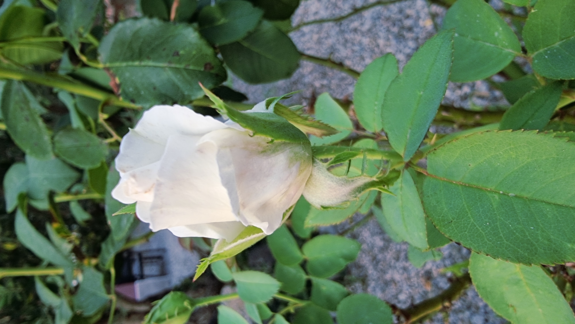 A close-up, vertical, eye-level shot features a white rose in the process of blooming, situated in Sant Joan les Fonts, Spain. The rose, predominantly white with a hint of pale pink on its outermost petals, is positioned slightly off-center to the right. Its petals are delicately unfurling, revealing a tightly wound center. Surrounding the rose are vibrant green leaves, some of which show minor imperfections such as brown spots, indicating signs of natural wear or minor disease. Several green buds are visible on the plant, suggesting future blooms. The background is a blur of greenery, with hints of a stone pathway or ground cover and what appears to be a building in the far distance. The lighting suggests it is either early morning or late afternoon, casting a soft glow on the scene.