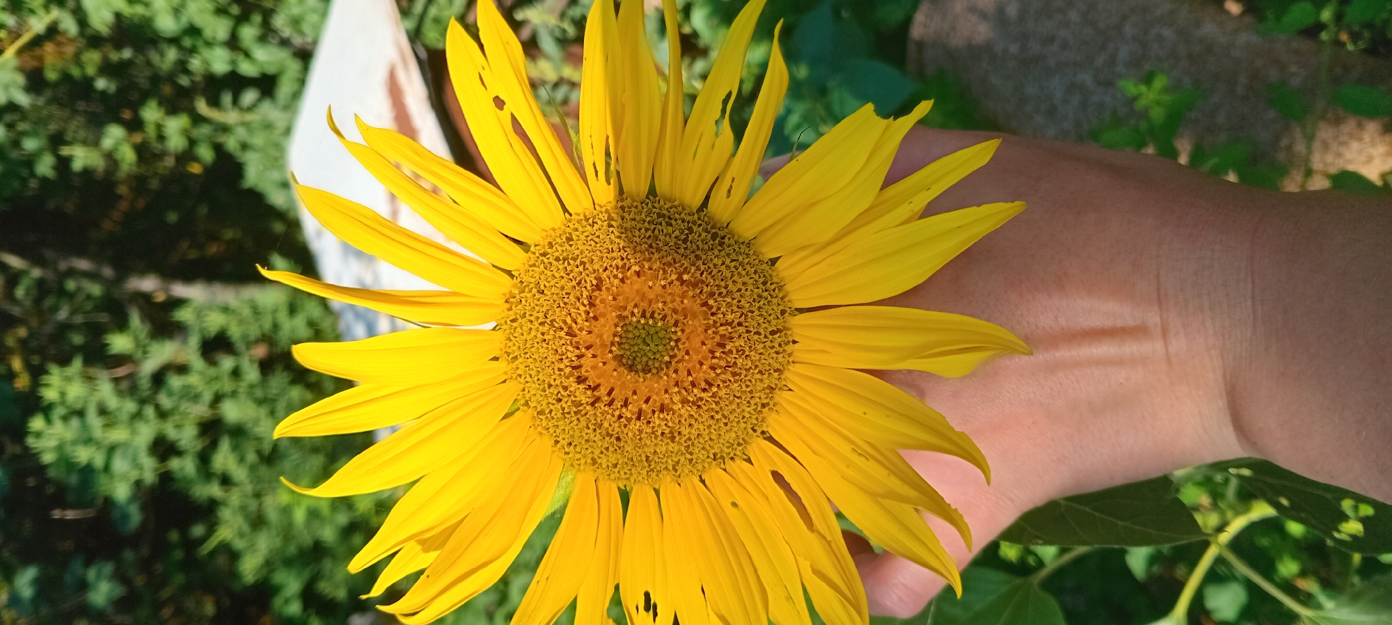 A close-up, vertical, eye-level shot shows a person holding a large, vibrant yellow sunflower. The sunflower, with its characteristic bright yellow petals radiating outwards from a dark brown, seed-filled center, is the primary subject. The hand holding the flower is visible in the lower half of the frame, positioned to support the sunflower's weight. The background consists of lush green foliage, likely from trees and other plants, with some out-of-focus hints of man-made structures and a stone surface. The lighting suggests it is daytime, with sunlight illuminating the sunflower and casting subtle shadows on the hand. The scene appears to be set in a natural or garden environment.