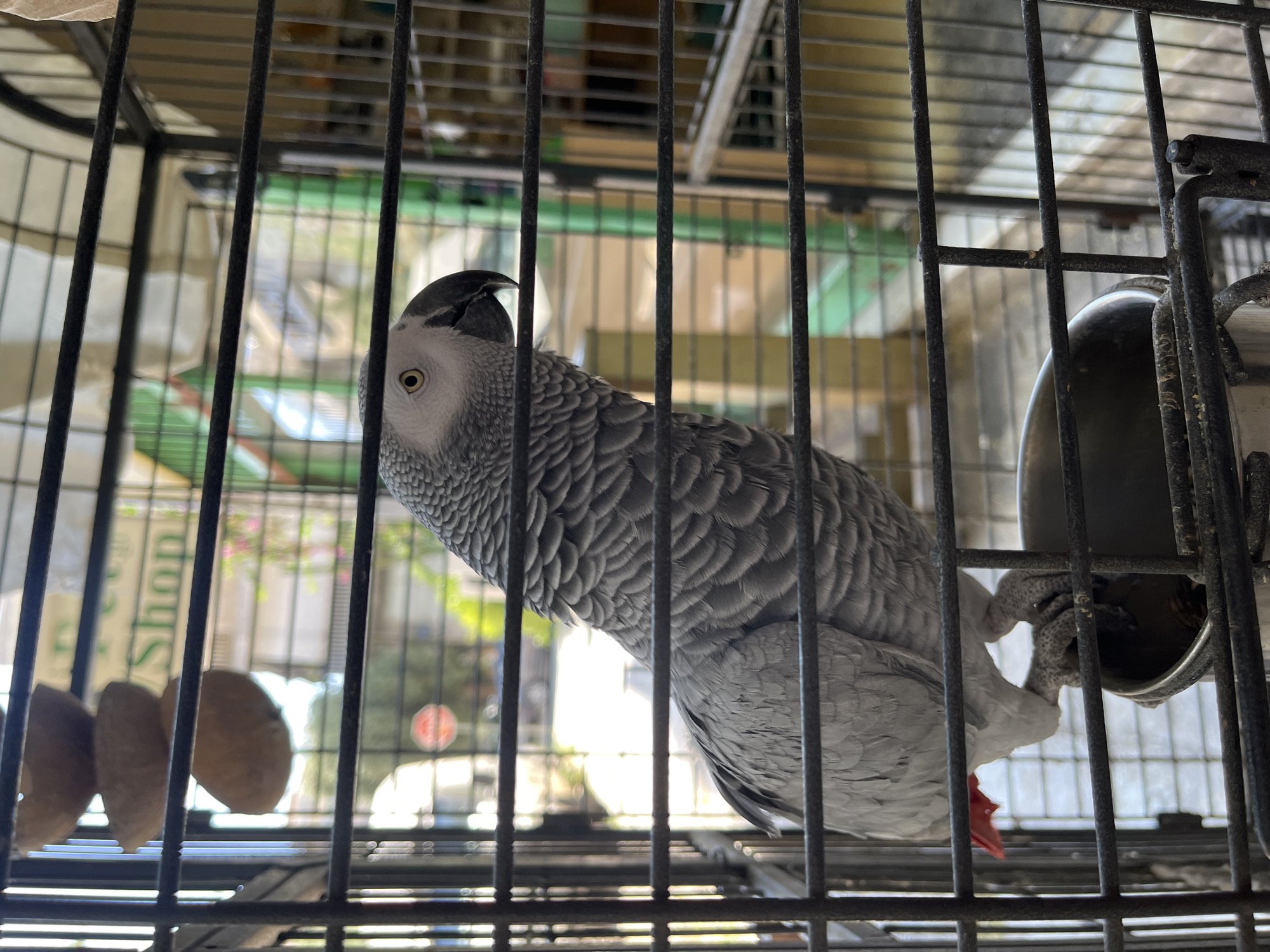 An African Grey parrot is perched inside a cage, facing right. The parrot has grey feathers, a black beak, and yellow eyes. Its feet are gripping a metal food bowl located at the bottom of the cage. Behind the cage, a street scene is visible, with buildings and trees. The word "Shop" can be seen on a sign in the background, suggesting a commercial establishment. The overall environment appears to be an urban setting, possibly in Athens, Greece, given the architectural style of the buildings.