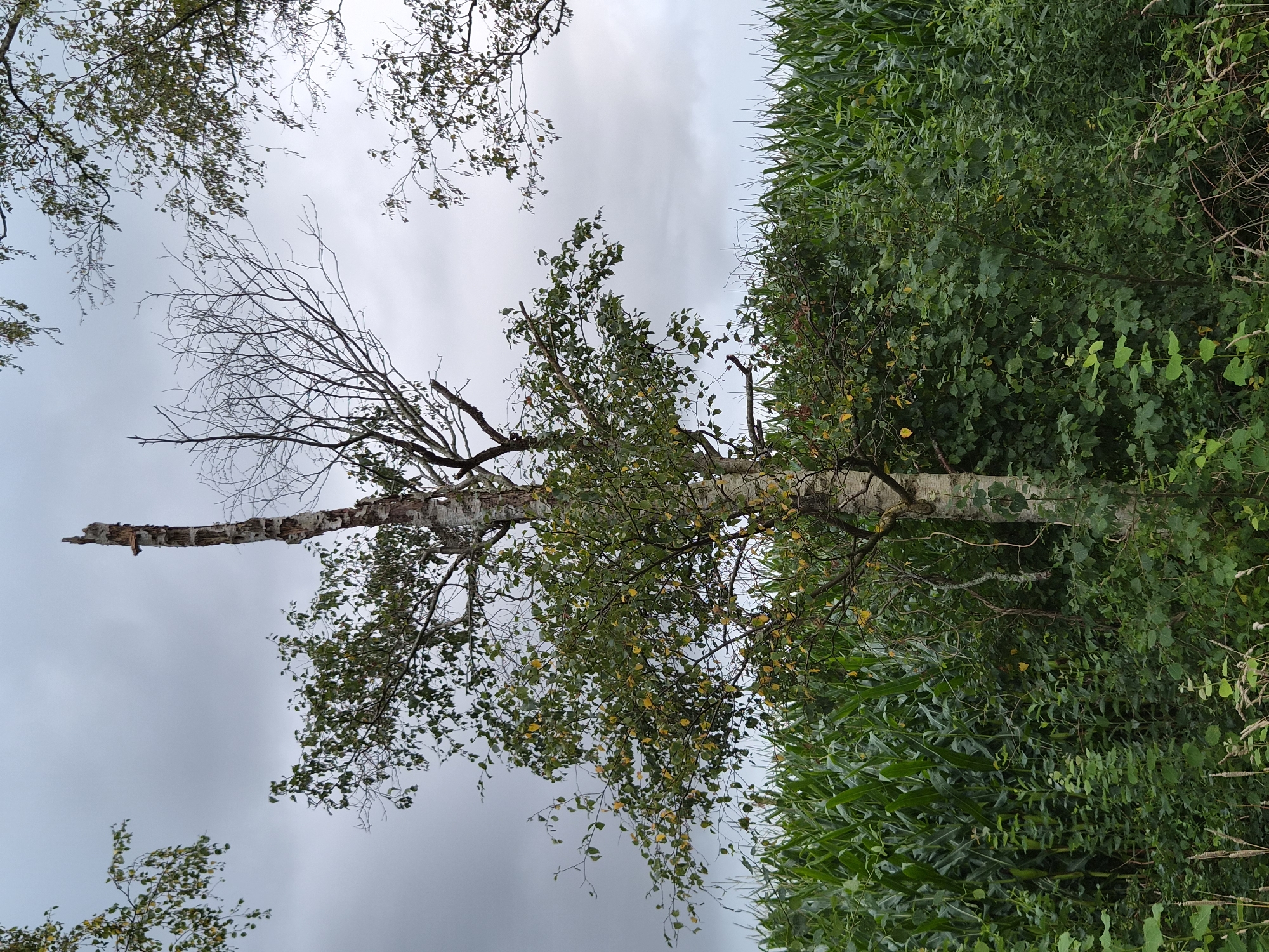 The image shows a partially dead birch tree in the foreground, standing in front of a lush green cornfield. The tree's trunk is visible, with a portion of it broken and decayed at the top. Some branches are still covered in green and yellowing leaves, while others are bare and stark against the overcast sky. The cornfield extends horizontally across the background, its tall stalks creating a dense wall of green. Scattered vegetation and smaller trees are also present around the base of the birch tree. The overall scene is a natural landscape, likely a rural area given the presence of the cornfield. The location is identified as Schiffdorf, Germany. There are no people or animals visible in the image. The lighting suggests an overcast day.