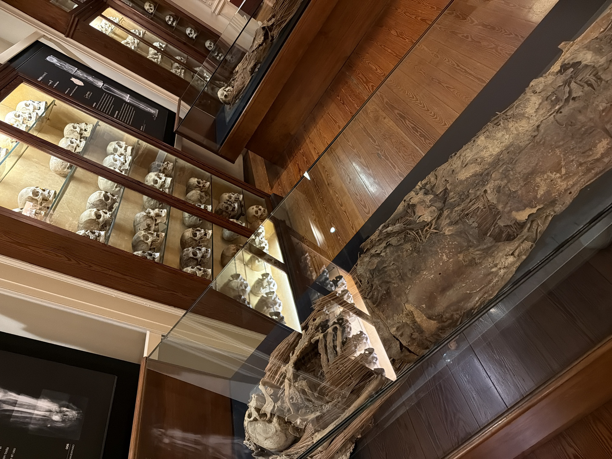 The image depicts an interior scene, likely a museum or exhibition, showcasing human remains. In the foreground, a mummified human body is displayed within a glass case. The mummy appears desiccated, with visible bones and wrapping materials.
Adjacent to this display, another glass case exhibits a collection of human skulls, arranged on shelves within a wooden cabinet. These skulls are primarily visible from the front and sides. The overall environment features polished wooden floors and display cabinets with wooden frames and glass fronts, illuminated by overhead lighting which creates reflections on the glass surfaces.
In the background, additional display cases containing more skulls are visible. To the left, a framed image of what appears to be an X-ray or skeletal diagram is mounted on a wall.
The specific location of this scene within Las Palmas De Gran Canaria, Spain, is not discernible from the image itself.