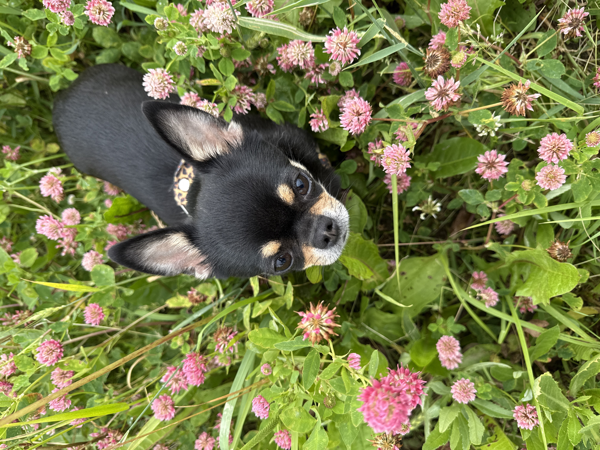 A black and tan Chihuahua is lying in a field of clover and grass. The dog is looking up and to the right. It is wearing a leopard print collar. The clover flowers are pink and the grass is green. The image appears to be taken during the daytime. The scene suggests a peaceful and natural setting, possibly a park or a backyard. The dog's expression is alert and curious. The location is given as Russia, with the context of "Summer Vacation".