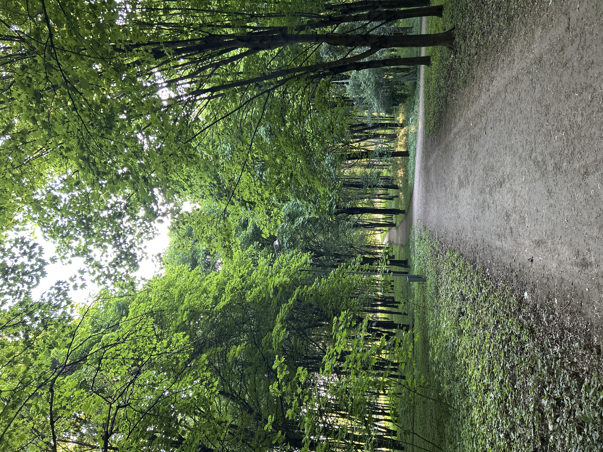 The image depicts a dirt path cutting through a lush forest. Trees line both sides of the path, forming a canopy overhead. The path itself appears to be well-trodden, with a mix of dirt and small pebbles making up the surface. The scene is bathed in natural light filtering through the leaves, creating a serene and natural environment. A street light is visible along the path. No people are visible in the image.