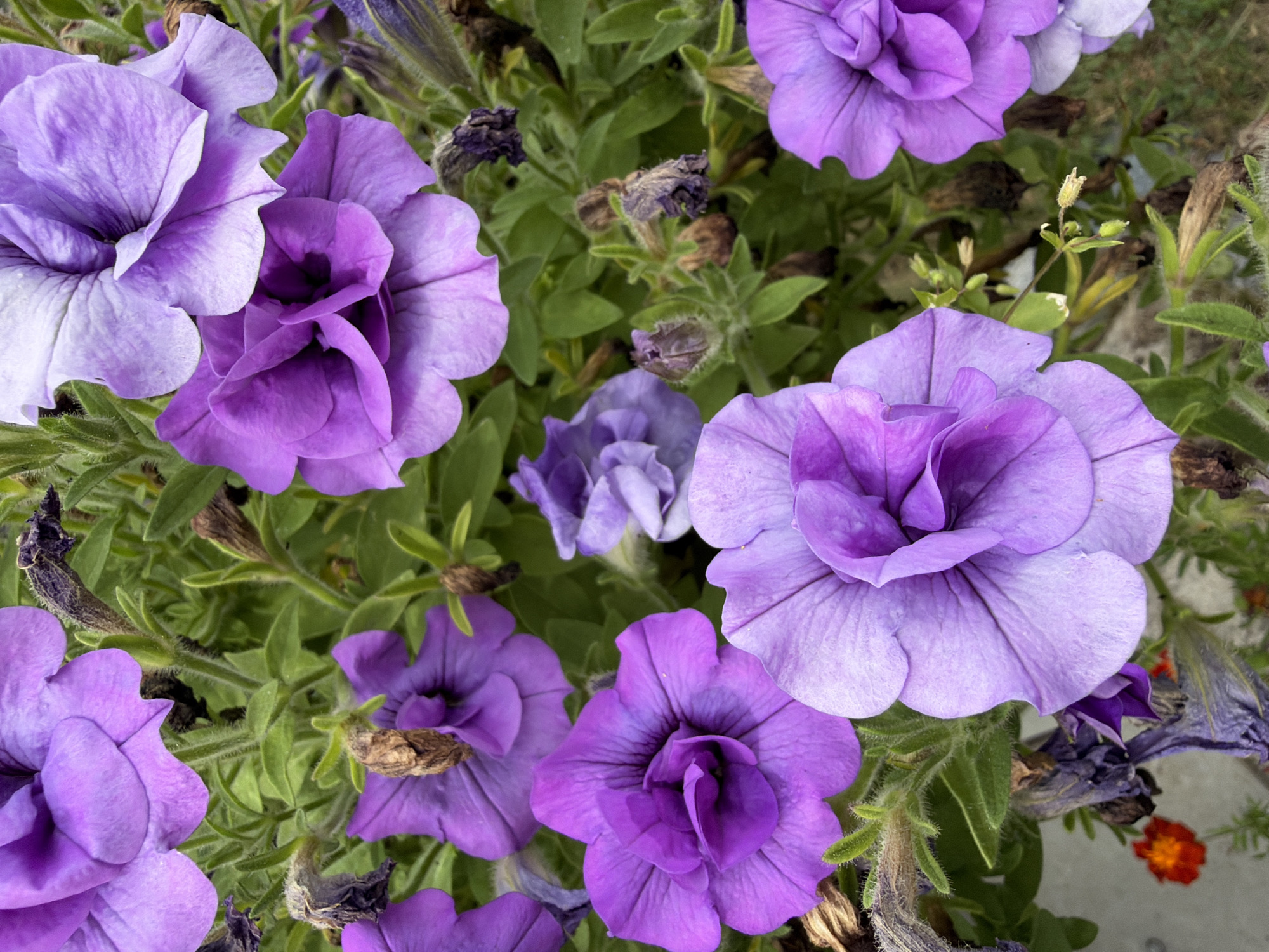 A close-up, high-angle shot displays a cluster of blooming petunias in varying shades of purple, with some flowers showing signs of wilting or drying. The petunias are the dominant subject, filling most of the frame, with their delicate, trumpet-shaped petals and green, leafy foliage. A few dried, brown flower buds and stems are interspersed among the vibrant blooms, suggesting the natural cycle of growth and decay. In the lower left corner, a small, bright orange marigold adds a contrasting splash of color to the predominantly purple and green palette. The background is blurred and indistinct, suggesting an outdoor setting, possibly a garden or flower bed. There are no people or animals visible in the image. The scene is devoid of any specific landmarks or architectural elements that would indicate its location within Bayreuth, Germany.