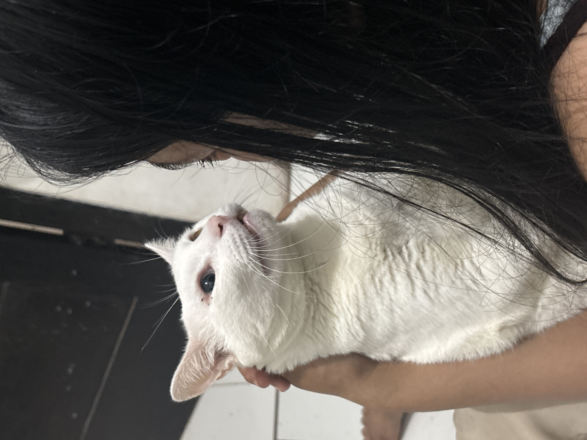 An indoor close-up photograph captures a person holding a white cat. The image is oriented such that the person's long, dark, straight hair cascades from the top, partially obscuring their face, with only one eye and eyelashes clearly visible. A warm-toned hand and forearm are seen cradling the cat.
The cat, with pristine white fur, a light pink nose, and striking light blue eyes, is held horizontally, looking upwards with an inquisitive or content expression. Its prominent white whiskers are visible. One eye is distinctly clear, while the other is partially visible. The cat appears to be an adult.
The background consists of an indistinct dark surface, possibly a wall, occupying the upper and central parts of the frame. Towards the bottom right, a lighter surface, possibly a tiled floor, is partially visible beneath the person's arm. The lighting suggests an ambient indoor environment.
The scene depicts a tender interaction between the person and the cat, with the person looking down at their pet, and the cat looking up towards its owner. No text is visible in the image. The location context provided for this scene is North Jakarta, Indonesia.