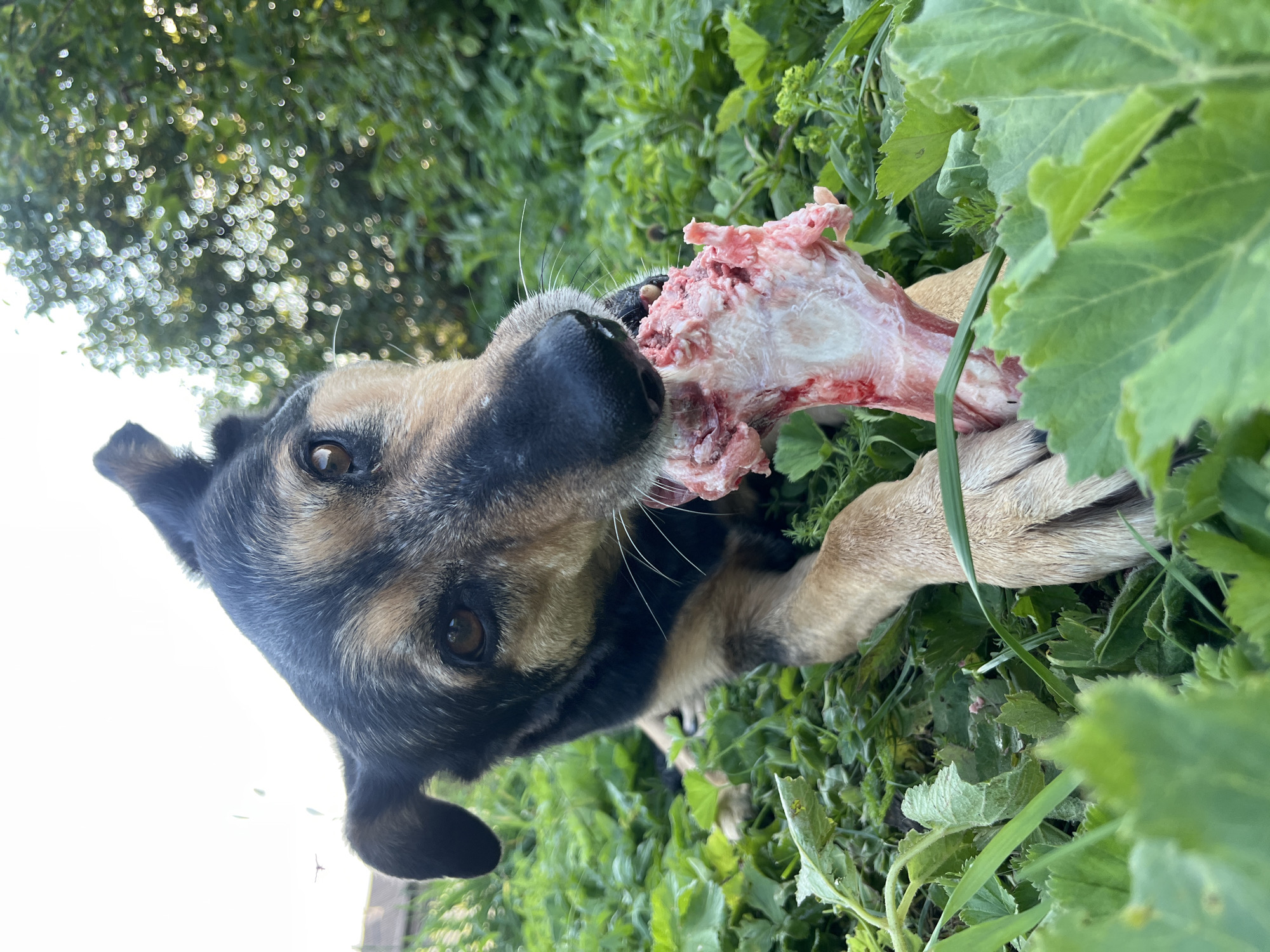 A medium shot photograph shows a dog chewing on a large bone in a grassy outdoor area. The dog, a German Shepherd mix with black and tan fur, is lying down, propped up on its front paws. Its head is turned towards the camera, and its eyes are brown and attentive. The bone is raw and bloody, with visible meat and connective tissue. The background is blurred but appears to be a garden or park with green foliage and trees. There are no people present in the image. The photograph was taken in Nizhny Tagil, Russia.