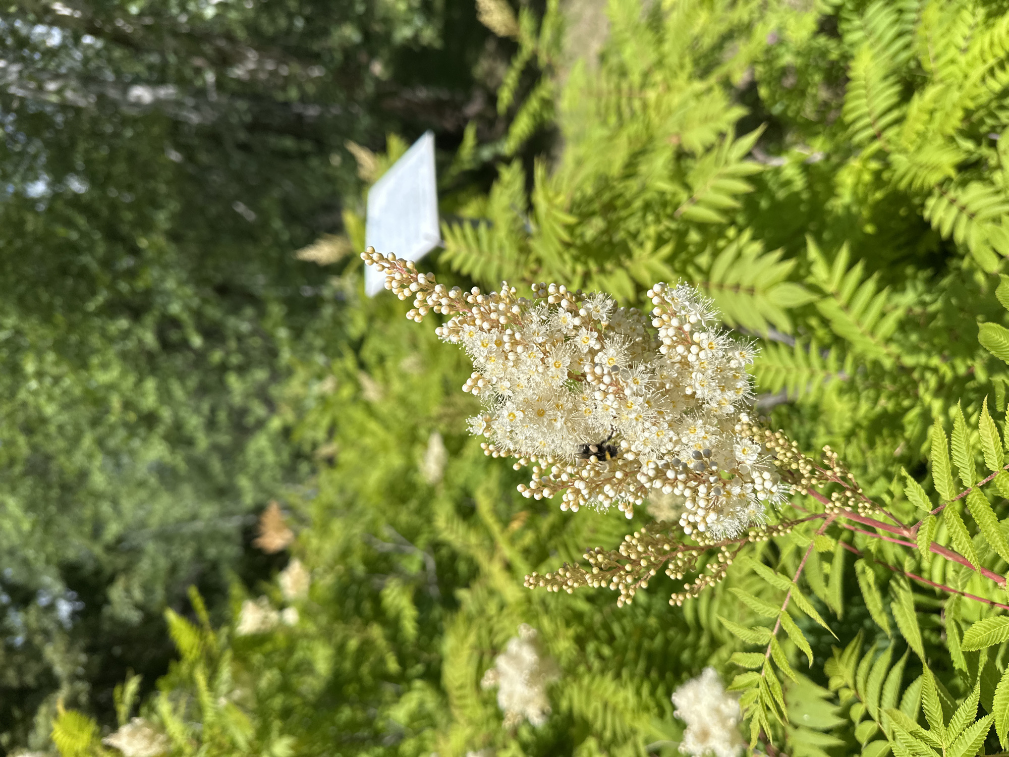 This image captures a close-up of a white, flowering plant with a bee on one of its blossoms. The plant has small, delicate white flowers clustered together, and a few unfurled buds. The bee, with its striped black and yellow body, is actively engaged with the flowers. The background is filled with lush green foliage, likely ferns and other plants, suggesting an outdoor setting. Some of the leaves are sharply in focus, while others are blurred, indicating a shallow depth of field. A white rectangular object, possibly a plant tag or sign, is visible in the upper left portion of the image. The lighting suggests it is daytime, with sunlight illuminating the scene and casting shadows. The overall impression is of a peaceful, natural environment. The location context provided is Duvankul', Russia.