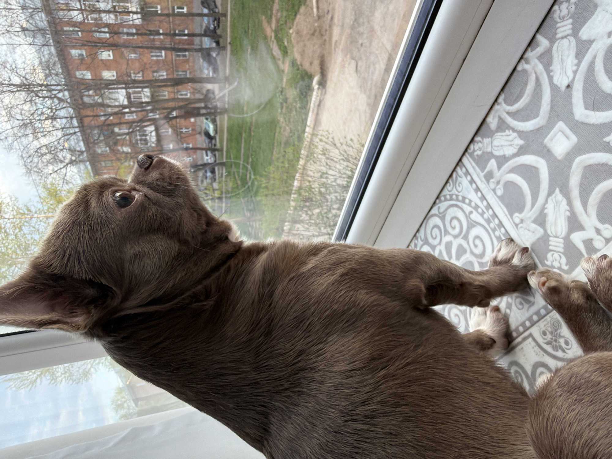 A brown chihuahua dog is lying on a gray patterned surface near a window. The dog's head is turned to the left, looking out the window. Outside the window, there is a view of a building, trees, and a grassy area. The location appears to be in a residential area of Votkinsk, Russia.