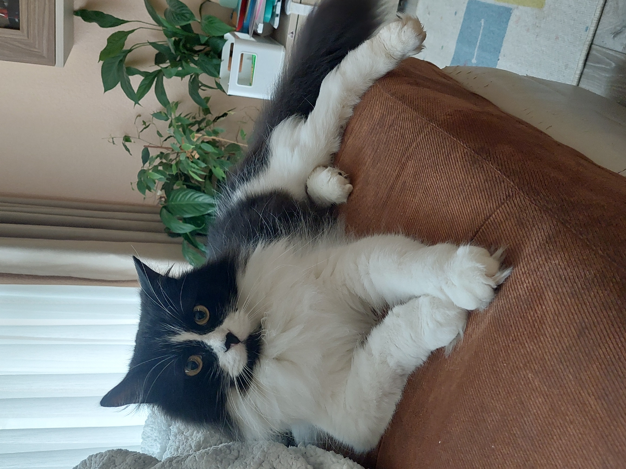 A fluffy, long-haired domestic cat with a black and white tuxedo pattern is the central subject of the image. The cat's face is mostly black with a distinct white muzzle and a white stripe running up its forehead, framing its alert, amber-colored eyes. Its chest, belly, and paws are white, contrasting with its dark grey/black back and bushy tail.
The cat is captured in a relaxed, splayed-out pose, lying on its back or side on a piece of furniture upholstered in a textured, brown fabric, resembling corduroy. Its paws are extended, with some claws subtly visible. It gazes directly at the viewer with a curious and engaged expression. A soft, white, fluffy blanket or cushion is positioned under its head.
The setting is an indoor, domestic environment. In the background to the left, white horizontal blinds or curtains suggest a window, next to a light-colored wall. Above and to the right of the cat, several green leafy house plants are visible, some appearing to be in pots or on shelves. White storage units or shelves holding colorful items, possibly books or binders, are also present. The upper right portion of the image shows a segment of a patterned rug with blue, white, and yellow blocks, laid on a light-colored floor.
The ambient light suggests it is daytime. The scene conveys a peaceful and comfortable atmosphere within a home. No visible text is present in the image. The provided location context is Plovdiv, Bulgaria.